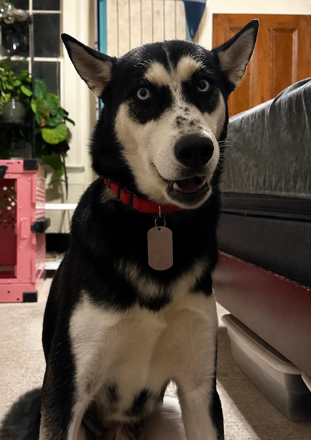 Enlarge Nika, a ADOPTABLE Siberian Husky in New Orleans, LA image 1/6