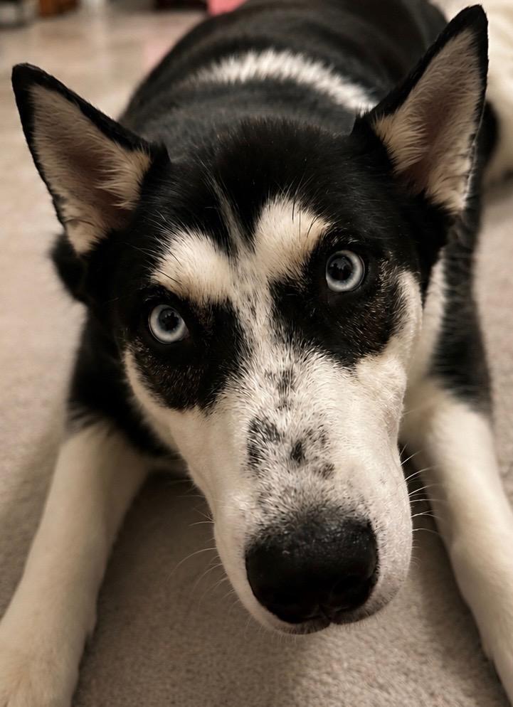 Enlarge Nika, a ADOPTABLE Siberian Husky in New Orleans, LA image 4/6