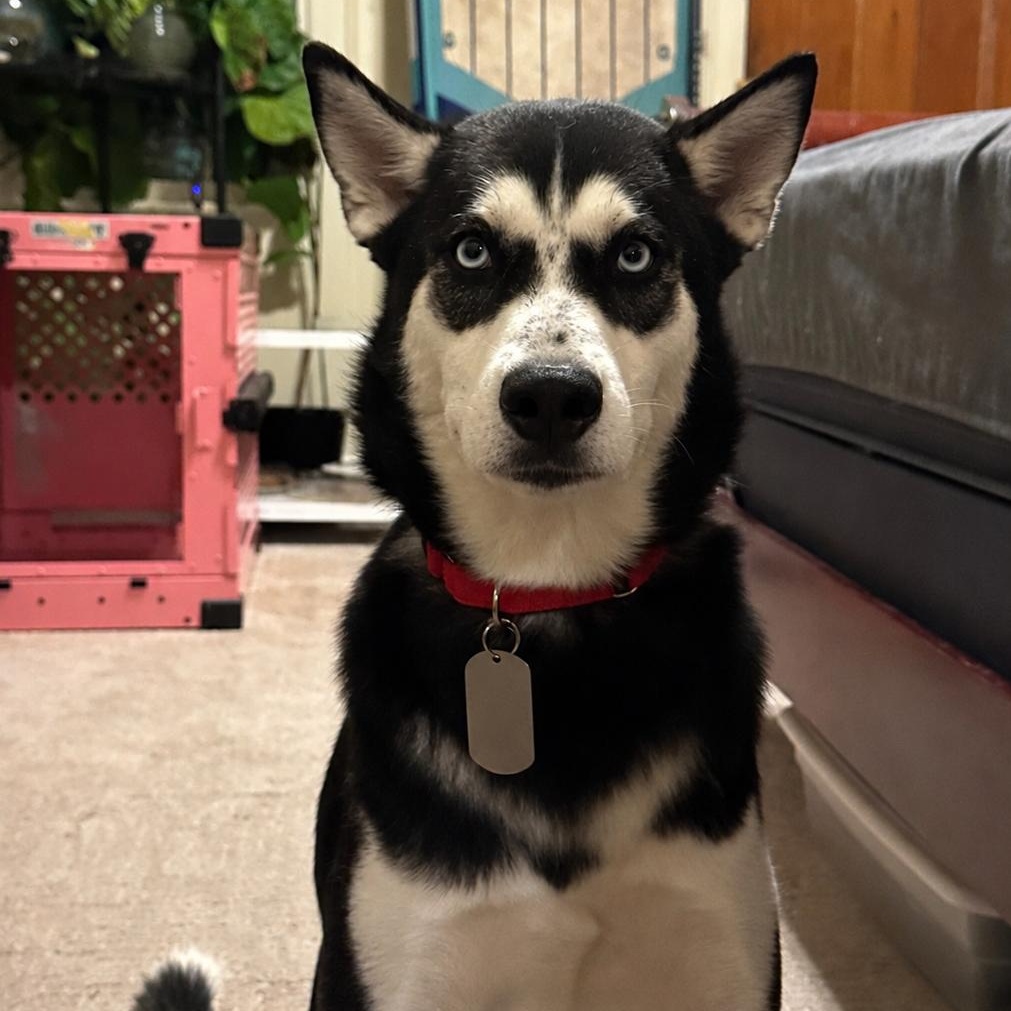 Enlarge Nika, a ADOPTABLE Siberian Husky in New Orleans, LA image 2/6