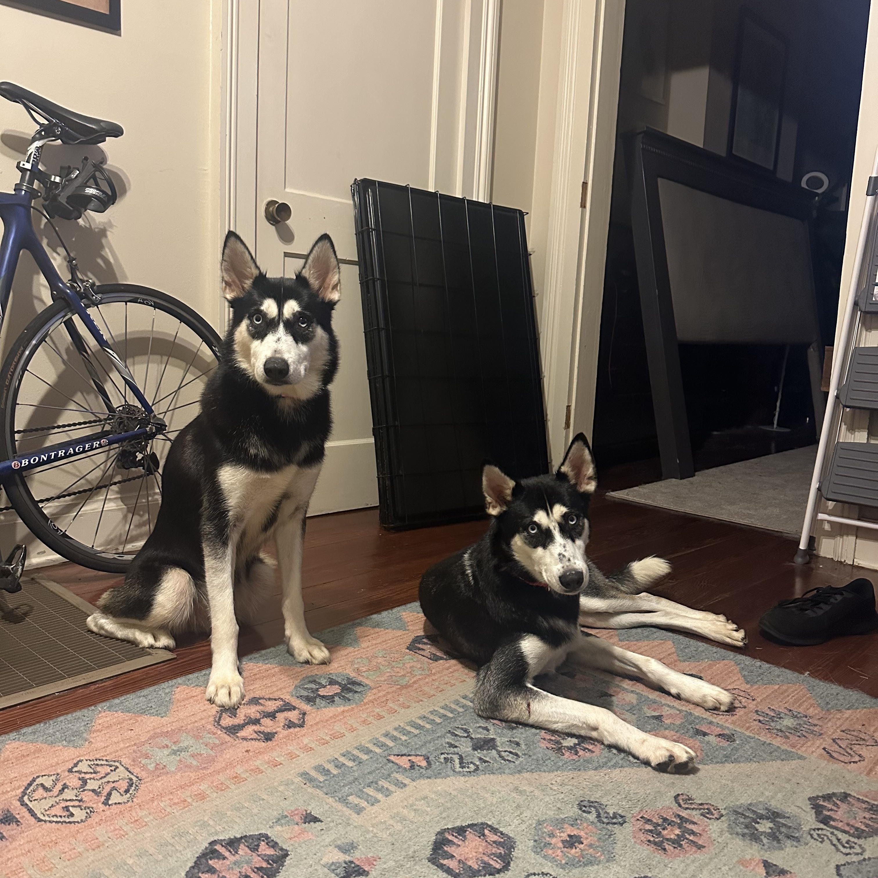 Enlarge Nika, a ADOPTABLE Siberian Husky in New Orleans, LA image 5/6