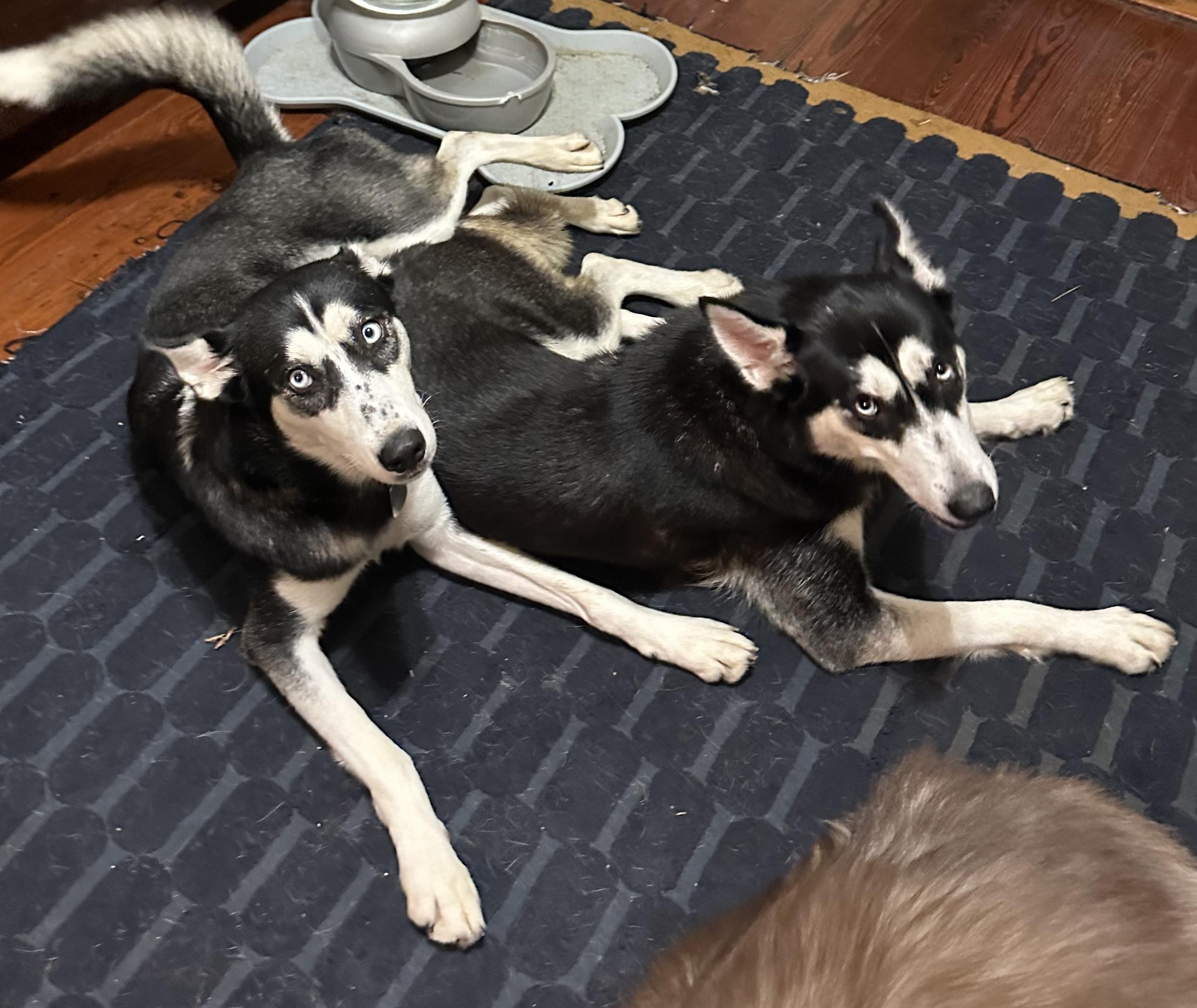 Enlarge Nika, a ADOPTABLE Siberian Husky in New Orleans, LA image 6/6