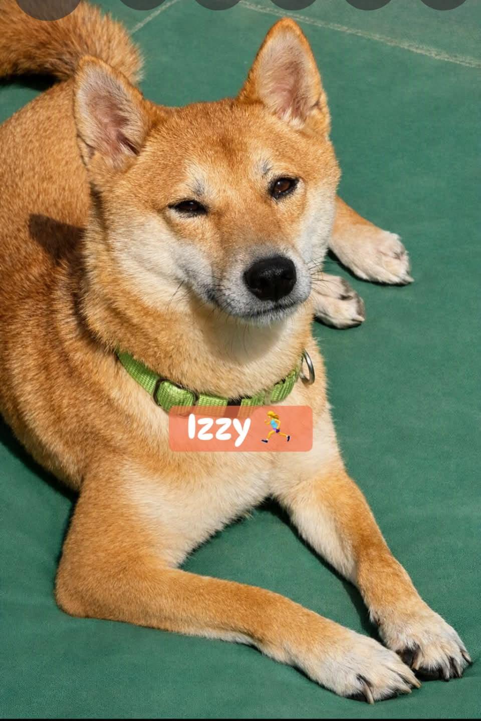 Enlarge Izzy, a Adoptable Shiba Inu in Buffalo, NY image 1/3