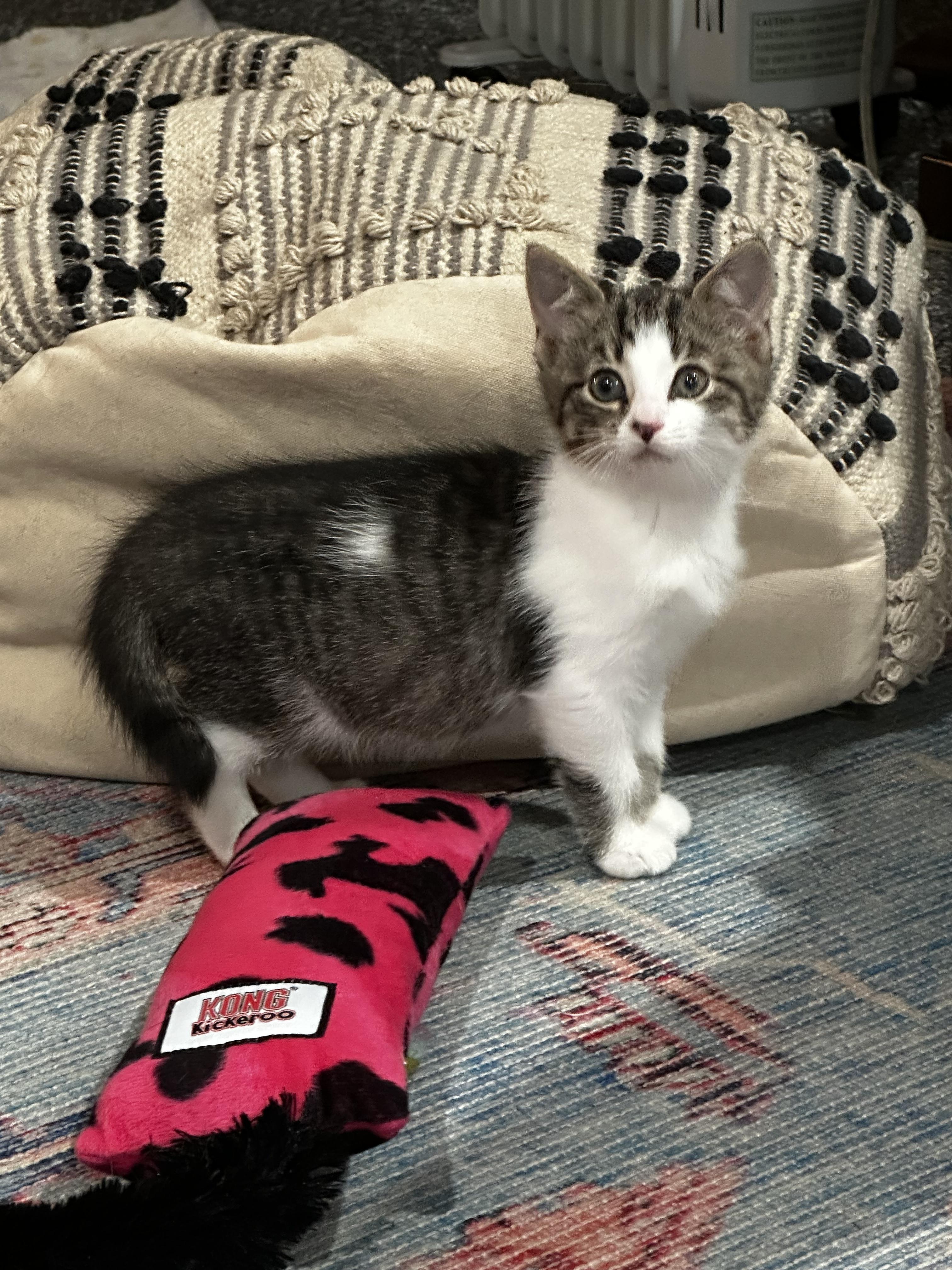 Ruthie, Adoptable, Kitten Female Domestic Short Hair.