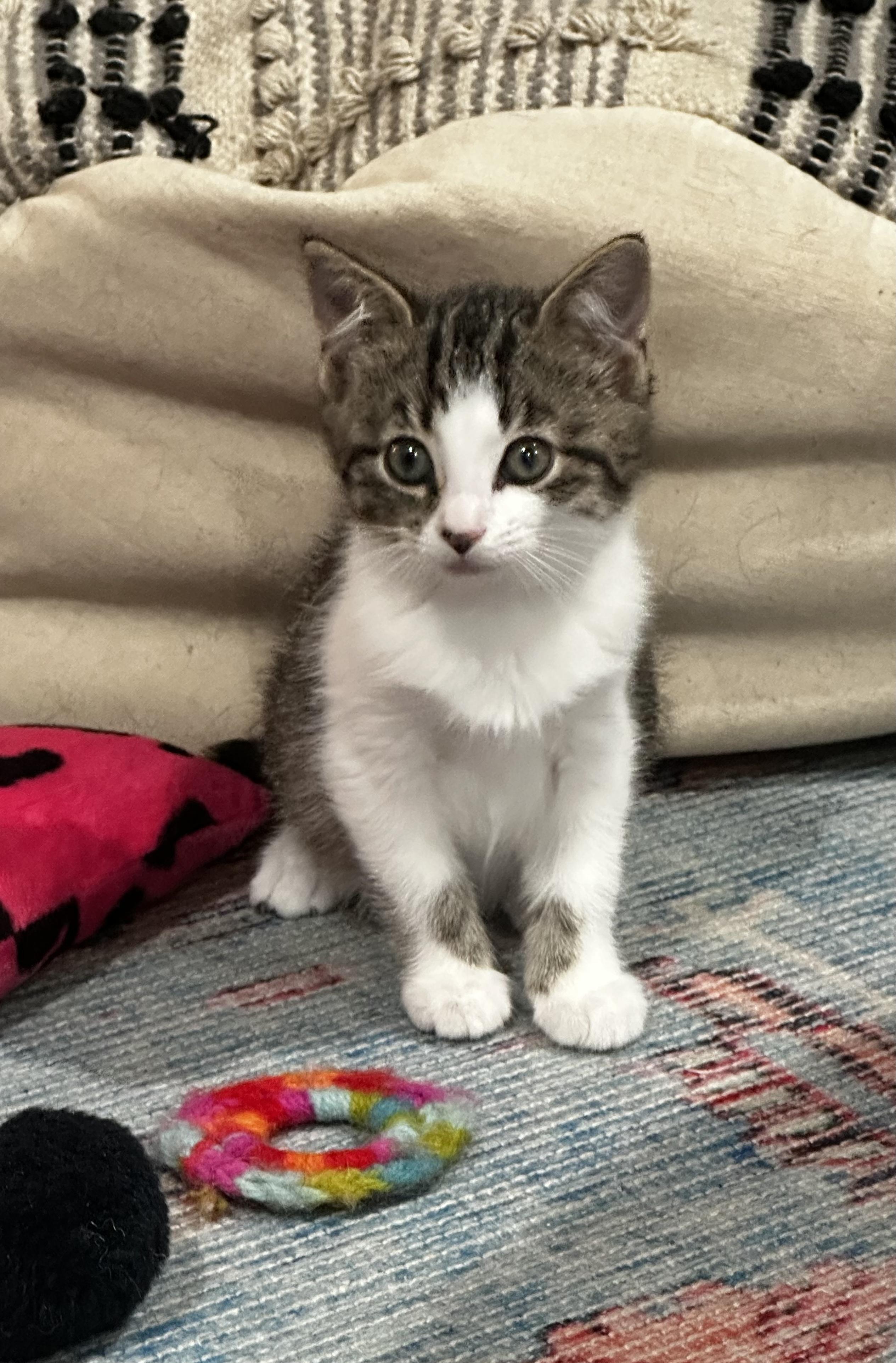 Ruthie, a Adoptable Domestic Short Hair in CANONSBURG, PA image 2/2