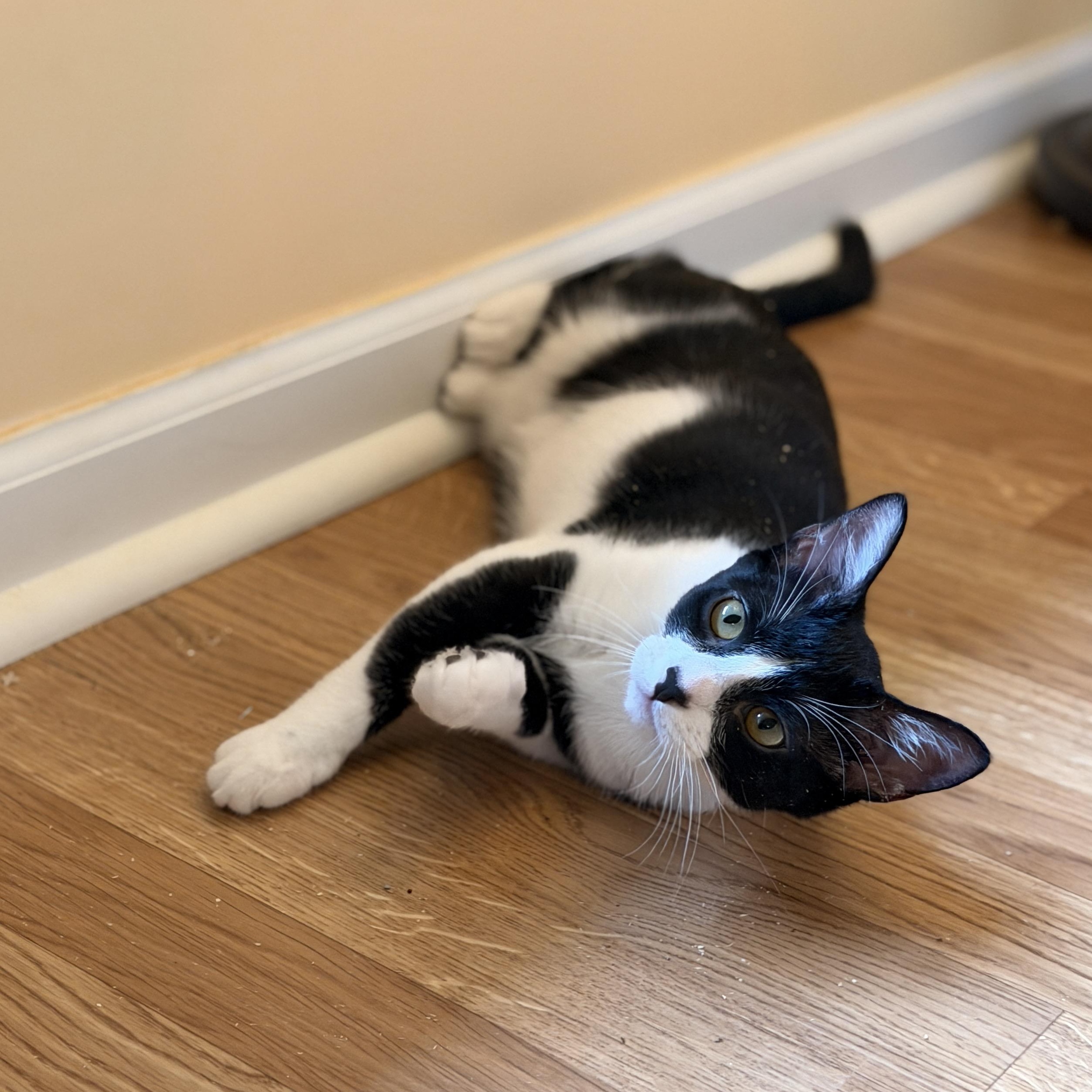 Enlarge Darby, a Adoptable Domestic Short Hair in Boca Raton, FL image 2/6