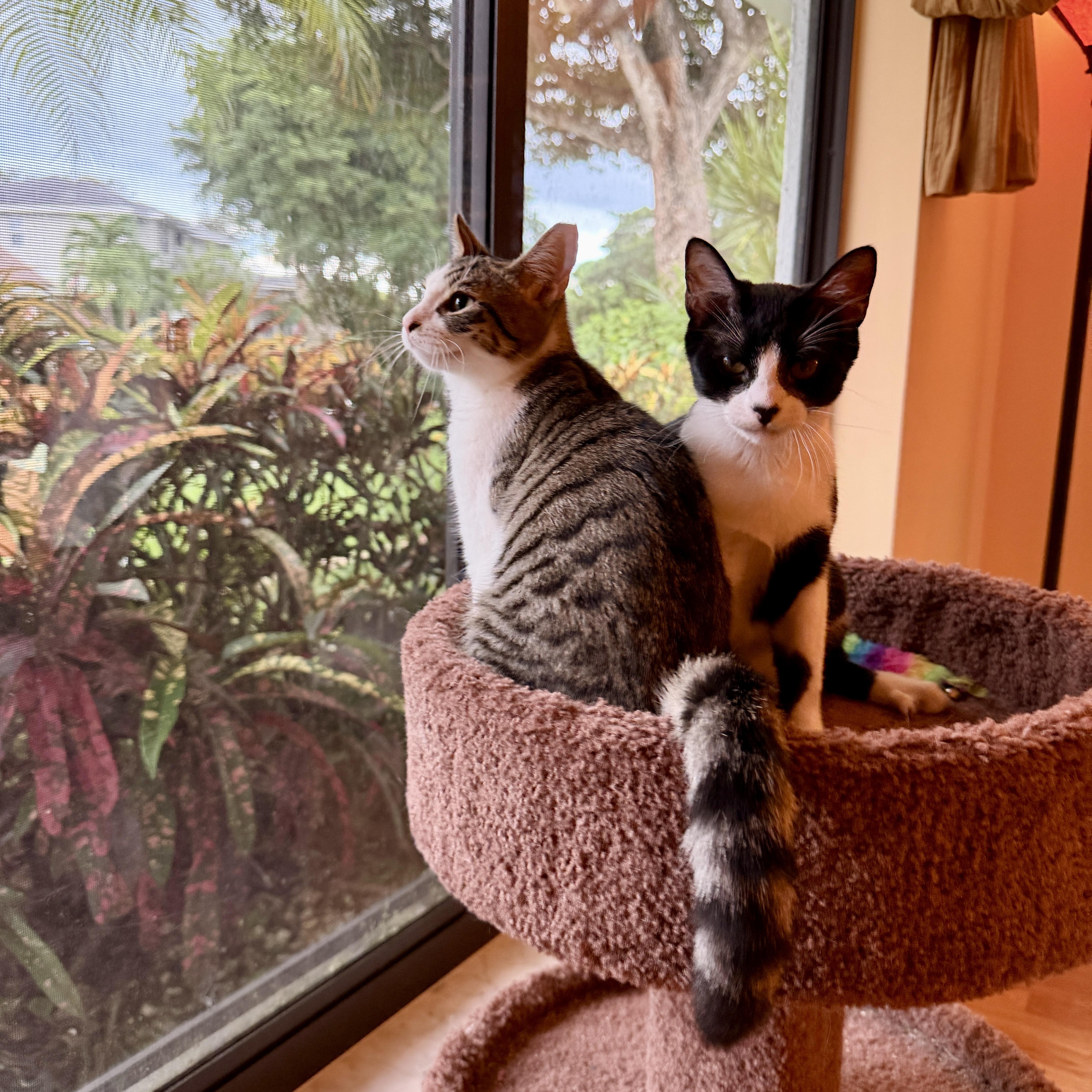 Enlarge Darby, a Adoptable Domestic Short Hair in Boca Raton, FL image 4/6