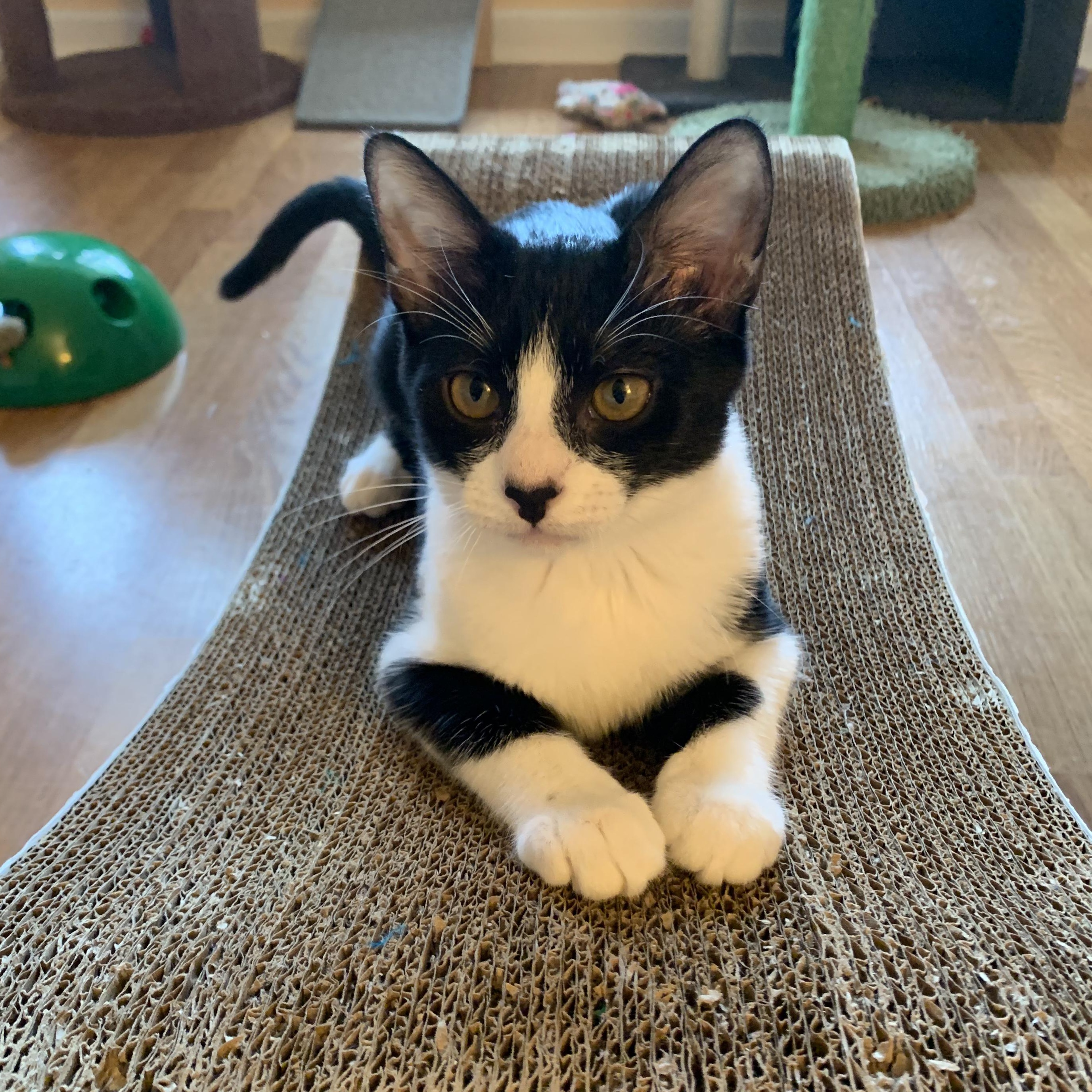 Enlarge Darby, a Adoptable Domestic Short Hair in Boca Raton, FL image 2/6