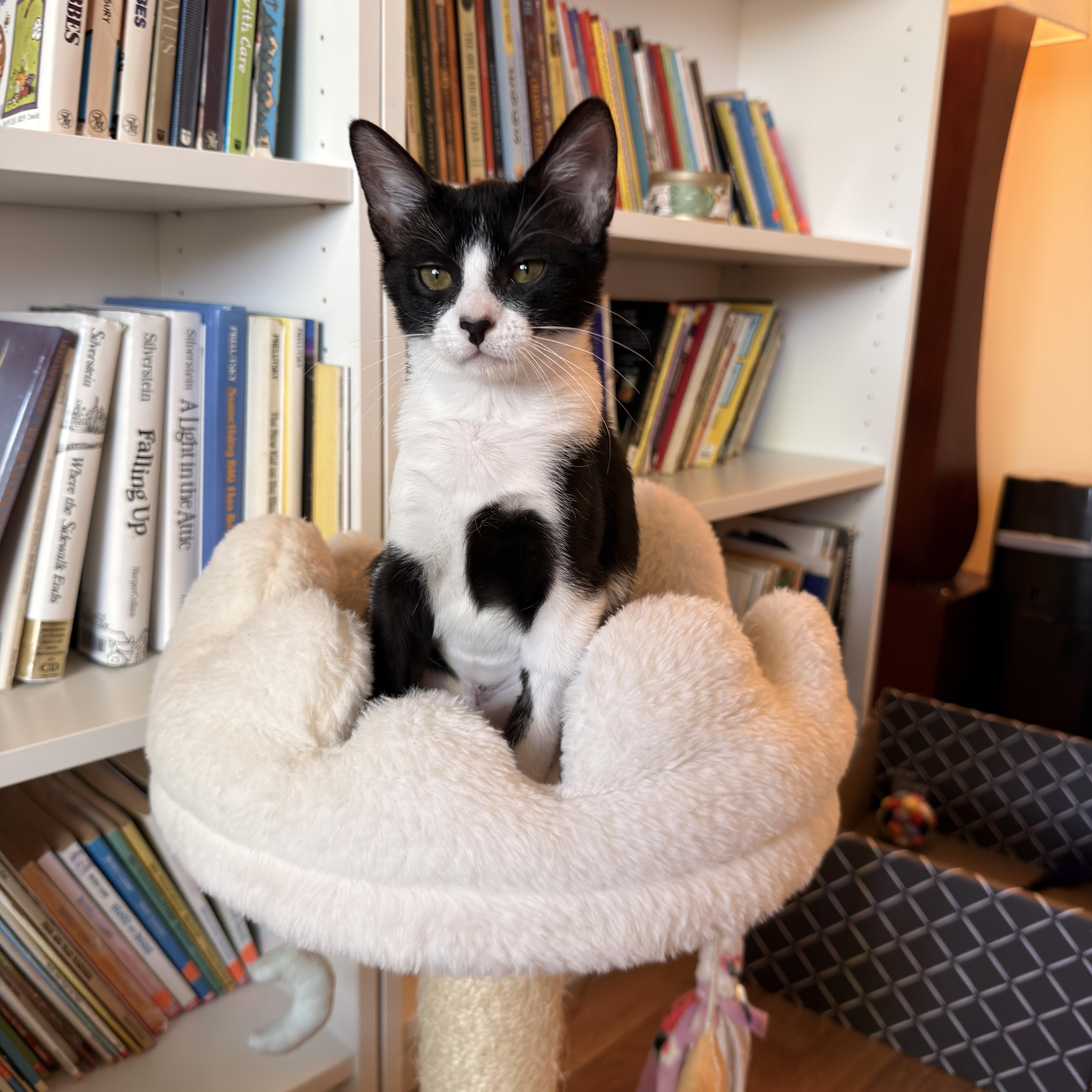 Enlarge Darby, a ADOPTABLE Domestic Short Hair in Boca Raton, FL image 3/4