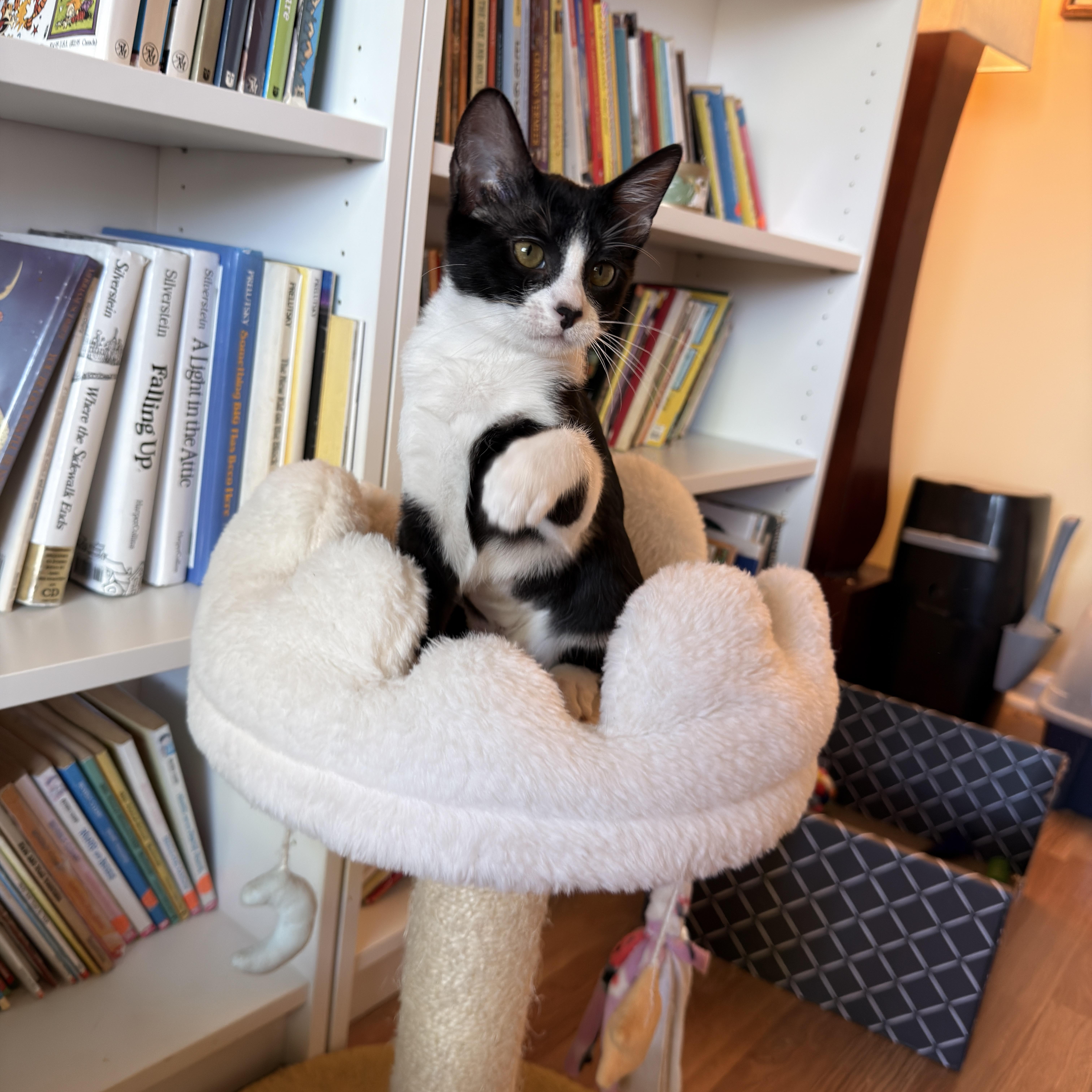 Enlarge Darby, a ADOPTABLE Domestic Short Hair in Boca Raton, FL image 2/4