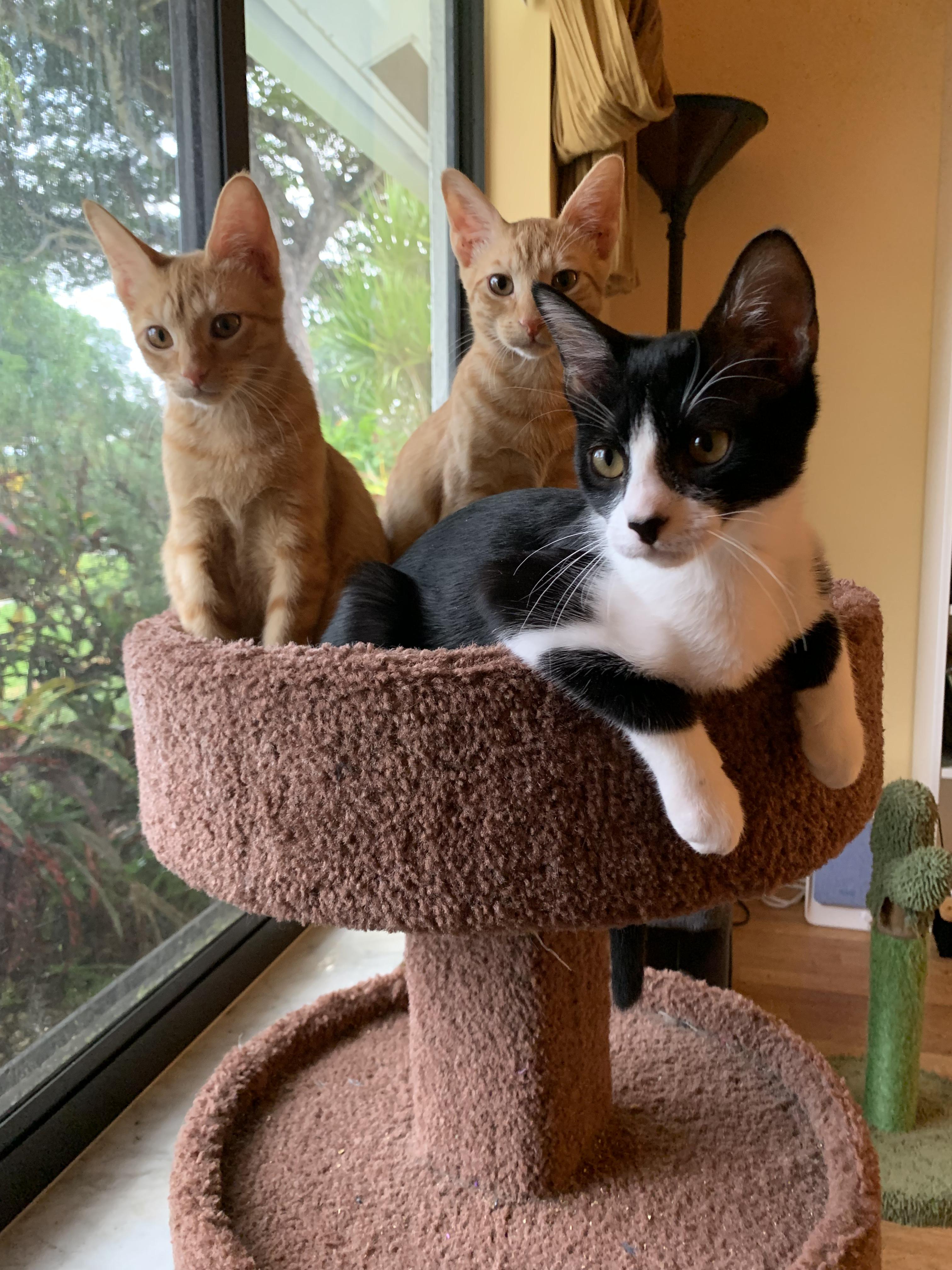 Enlarge Darby, a Adoptable Domestic Short Hair in Boca Raton, FL image 6/6