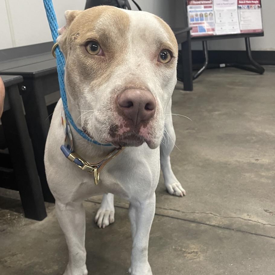 Jean, Adoptable, Young Female Terrier & Terrier.
