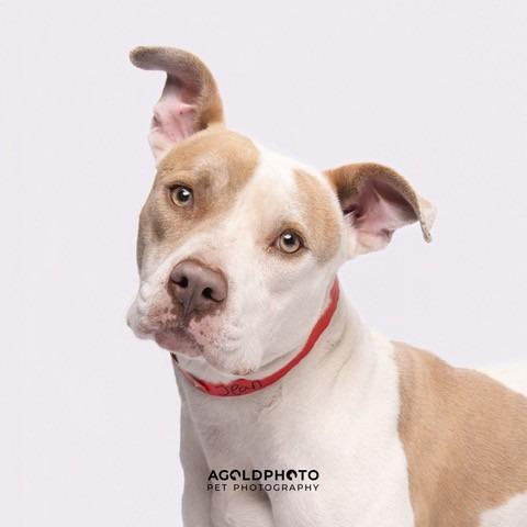 Enlarge Jean, a Adoptable mixed breed in Clearwater, FL image 2/2