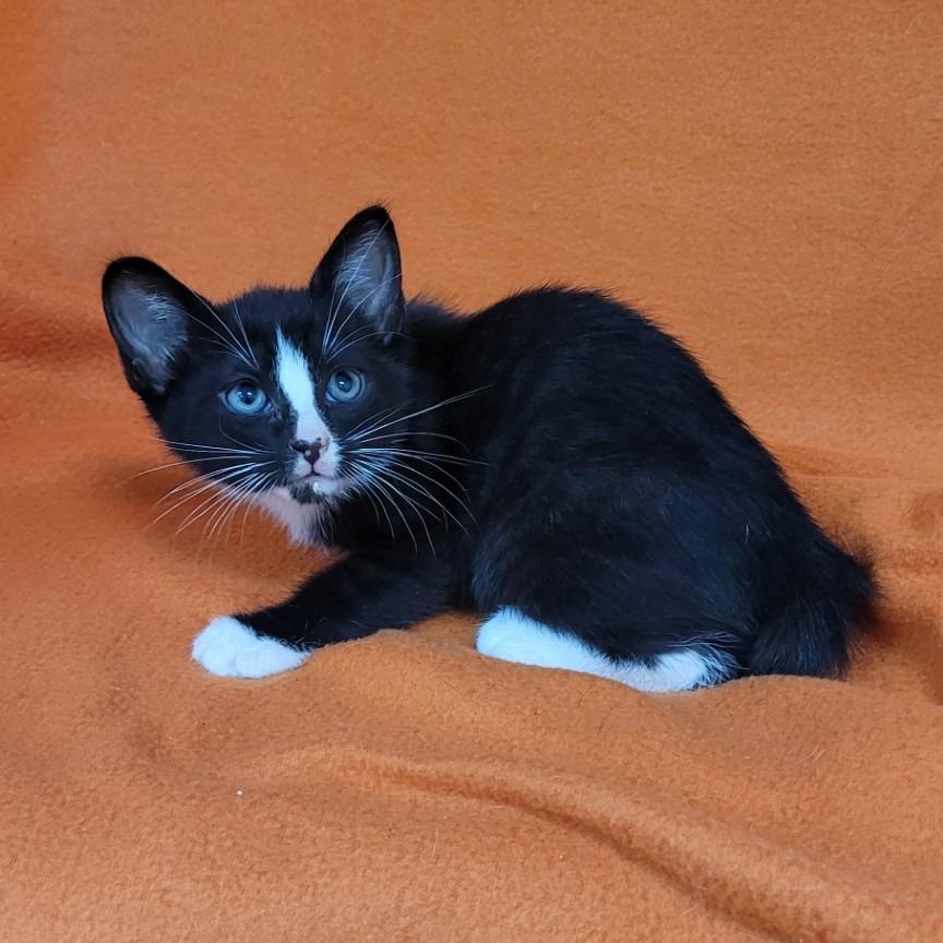 Beetle, Adoptable, Kitten Female Domestic Short Hair.
