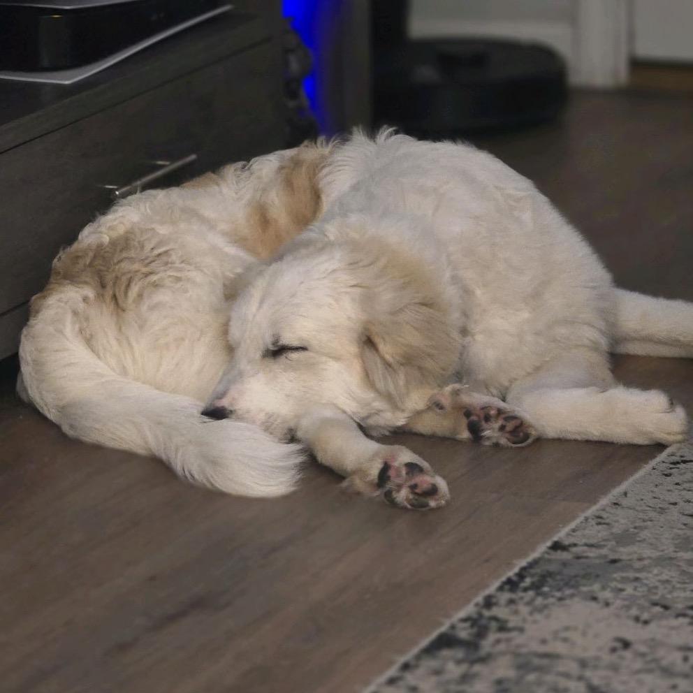 Bolt, Adoptable, Young Male Golden Retriever & Mixed Breed.