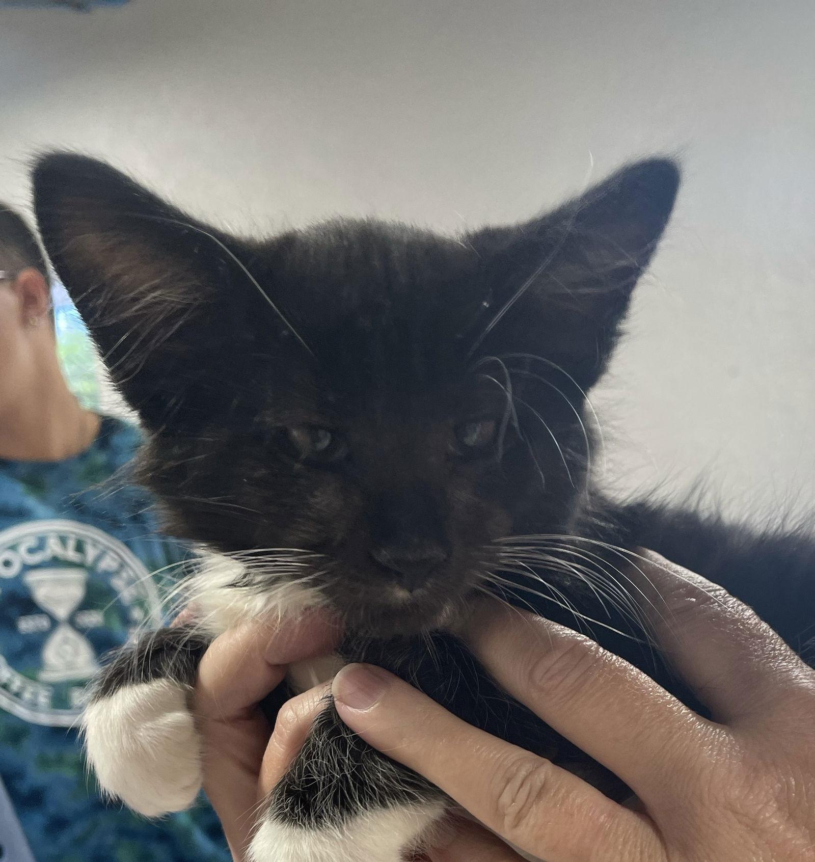 Eyeliner, Adopted, Kitten Male Domestic Short Hair.