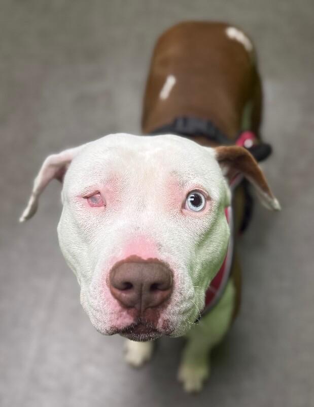 Enlarge Uno, a Adoptable Mixed Breed in Osseo, MI image 1/3