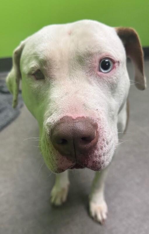 Enlarge Uno, a Adoptable Mixed Breed in Osseo, MI image 2/3