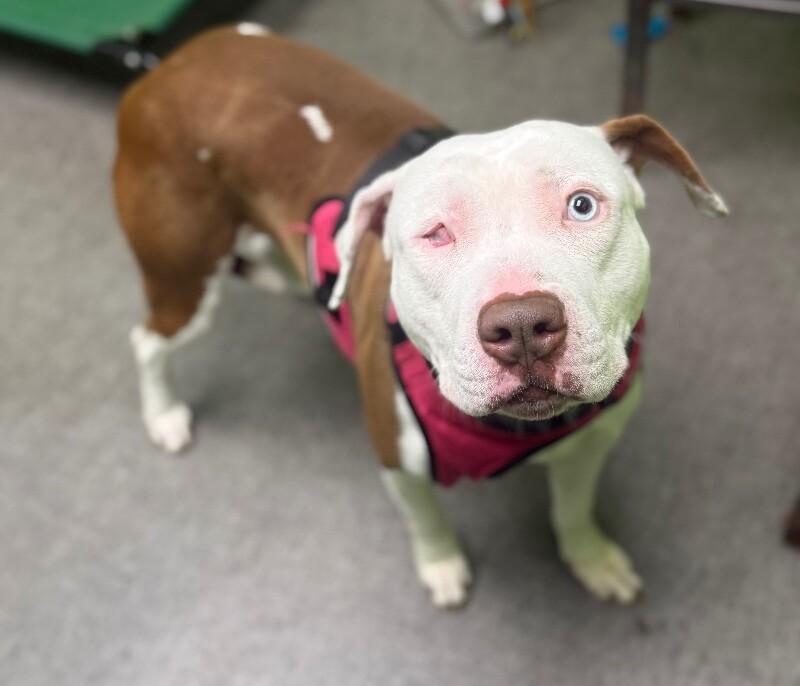 Enlarge Uno, a Adoptable Mixed Breed in Osseo, MI image 3/3