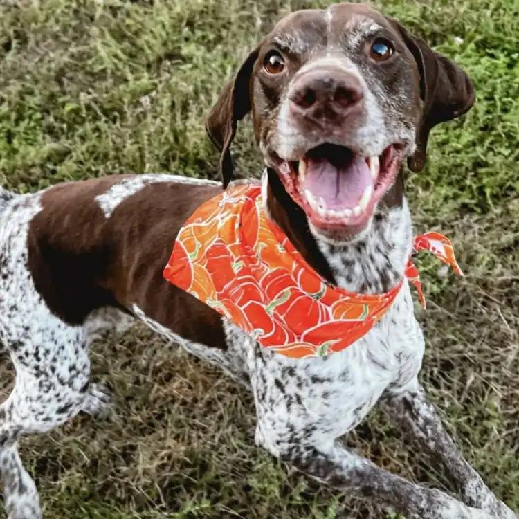 Enlarge Mackie, an adopted German Shorthaired Pointer in Oskaloosa, IA image 1/4