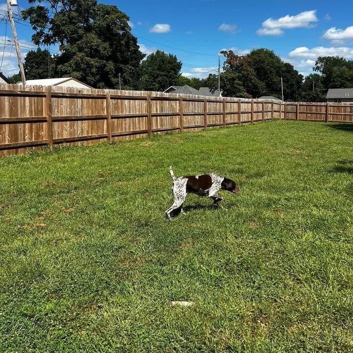 Enlarge Mackie, an adopted German Shorthaired Pointer in Oskaloosa, IA image 3/4