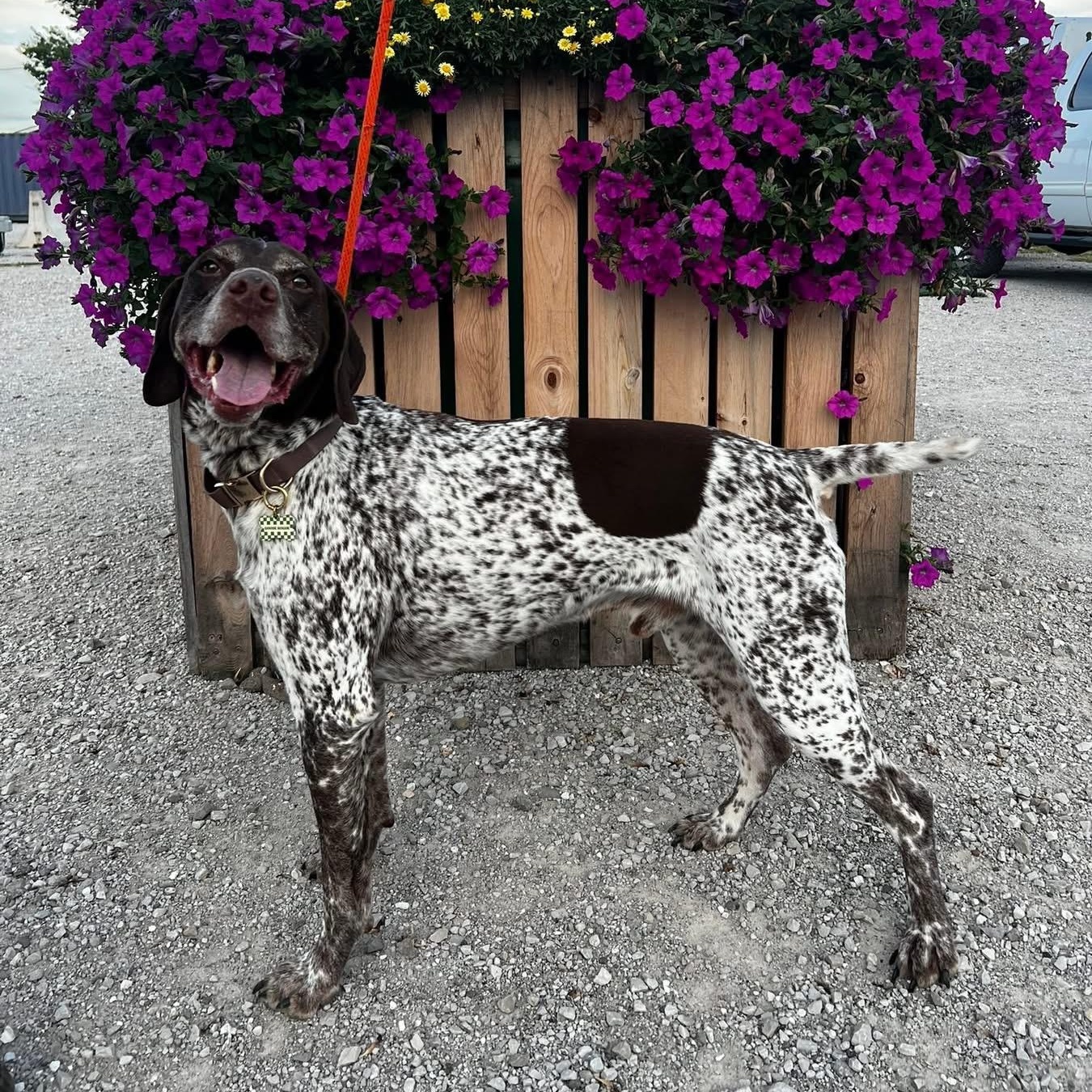 Enlarge Mackie, an adopted German Shorthaired Pointer in Oskaloosa, IA image 2/4