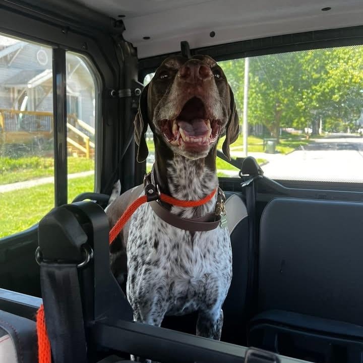 Enlarge Mackie, an adopted German Shorthaired Pointer in Oskaloosa, IA image 4/4