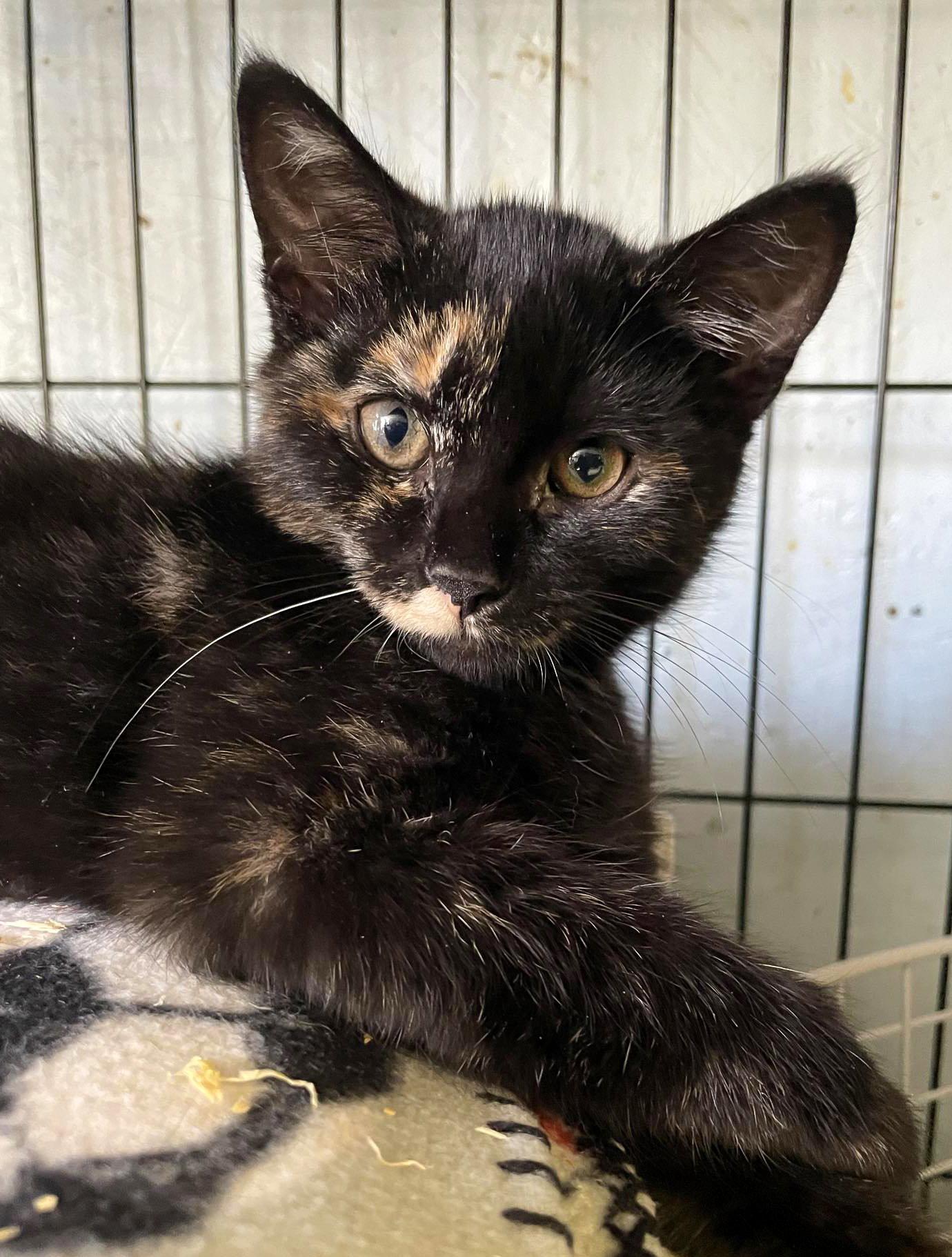 Belle, Adopted, Young Female Domestic Short Hair.