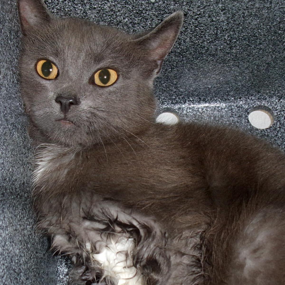 Cubone (Working Cat), Adoptable, Young Female Domestic Short Hair.