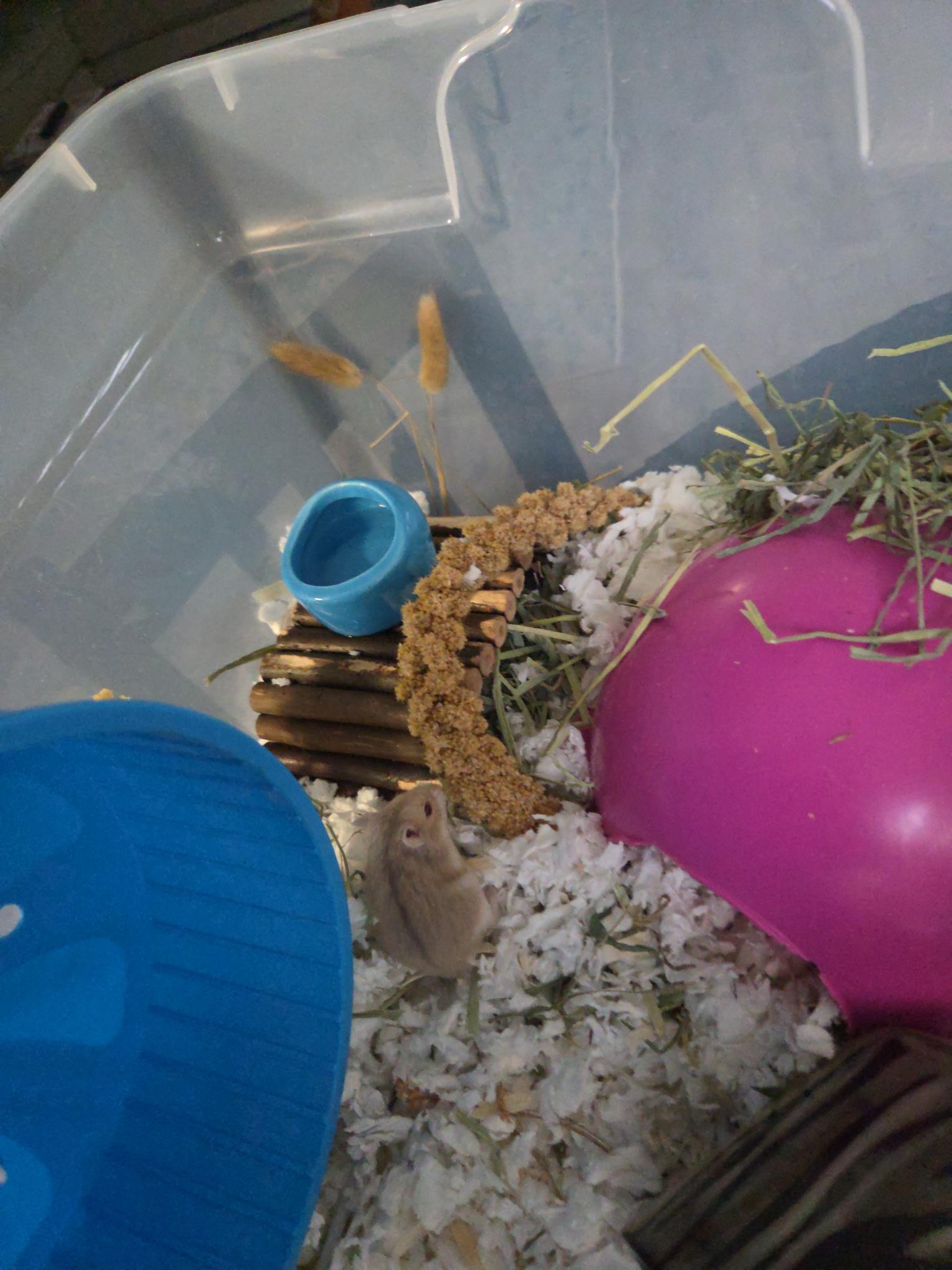 Latkes, adopted, Baby Male Dwarf Hamster & Hamster.