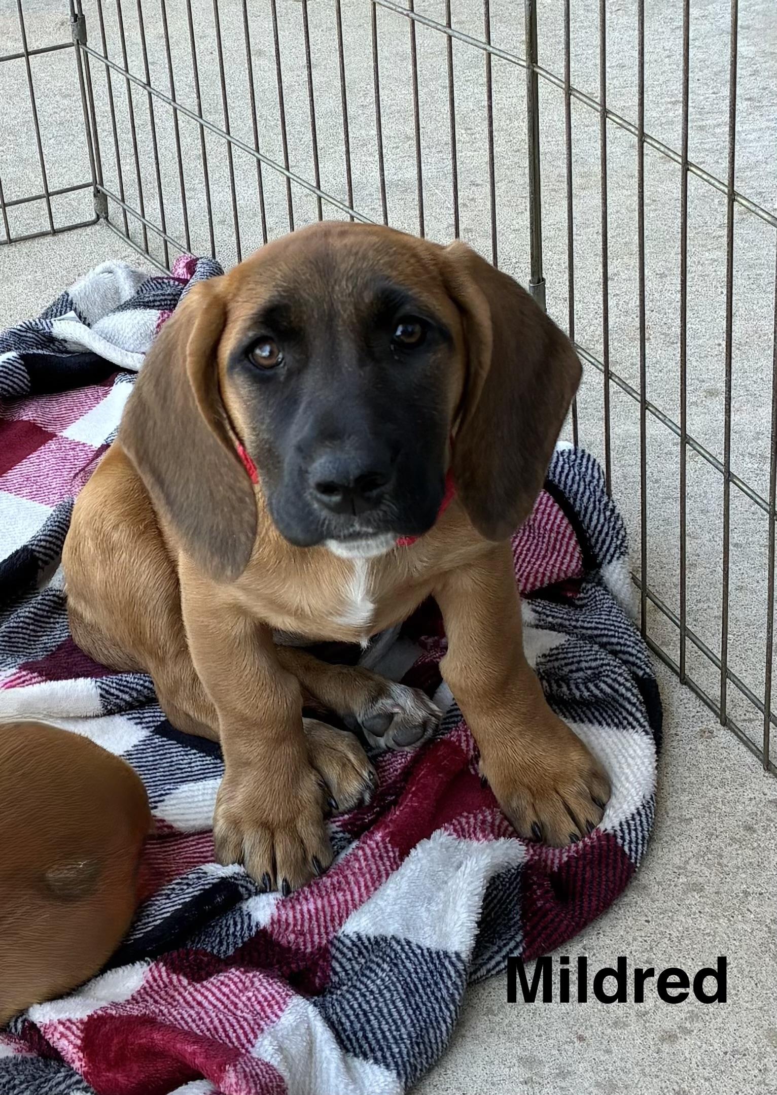 Enlarge Mildred, an adopted mixed breed in Mobile, AL image 2/2