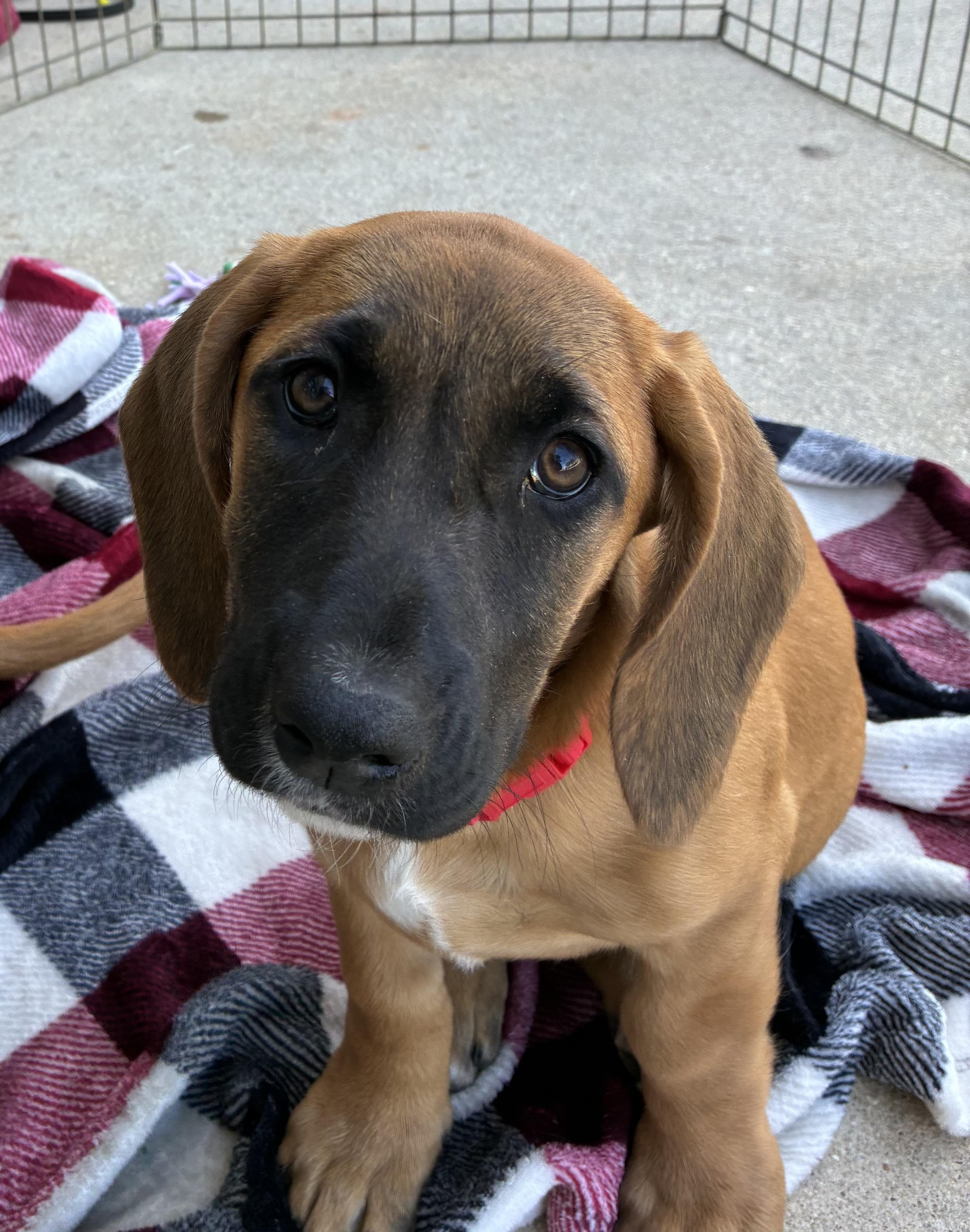 Mildred, adopted, Puppy Female Basset Hound & Black Mouth Cur.