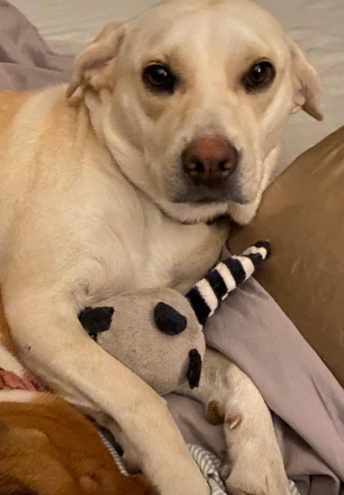 Wish , a ADOPTABLE Labrador Retriever in Lexington, KY image 3/5