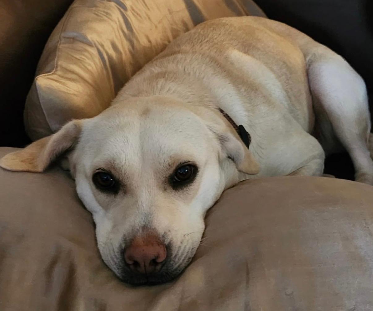 Wish , a ADOPTABLE Labrador Retriever in Lexington, KY image 4/5