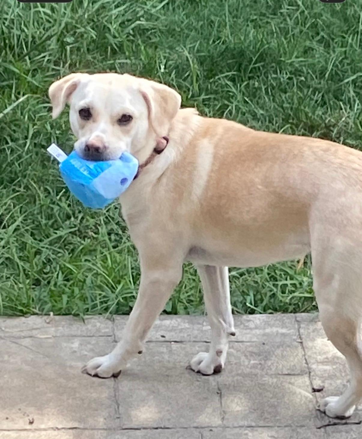 Wish , a ADOPTABLE Labrador Retriever in Lexington, KY image 5/5