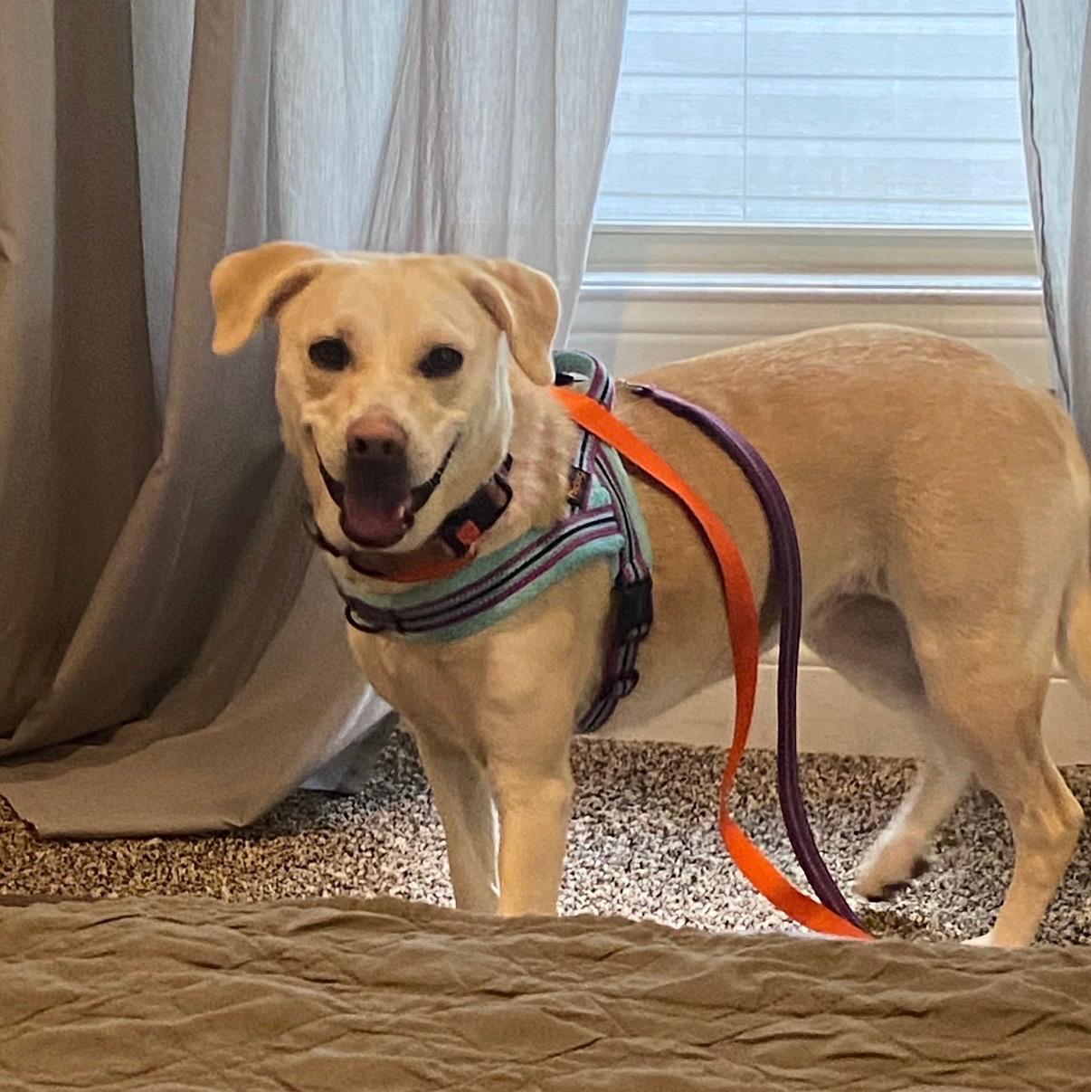 Wish , a ADOPTABLE Labrador Retriever in Lexington, KY image 2/5
