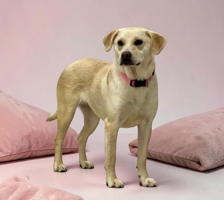 Wish , a ADOPTABLE Labrador Retriever in Lexington, KY image 1/5