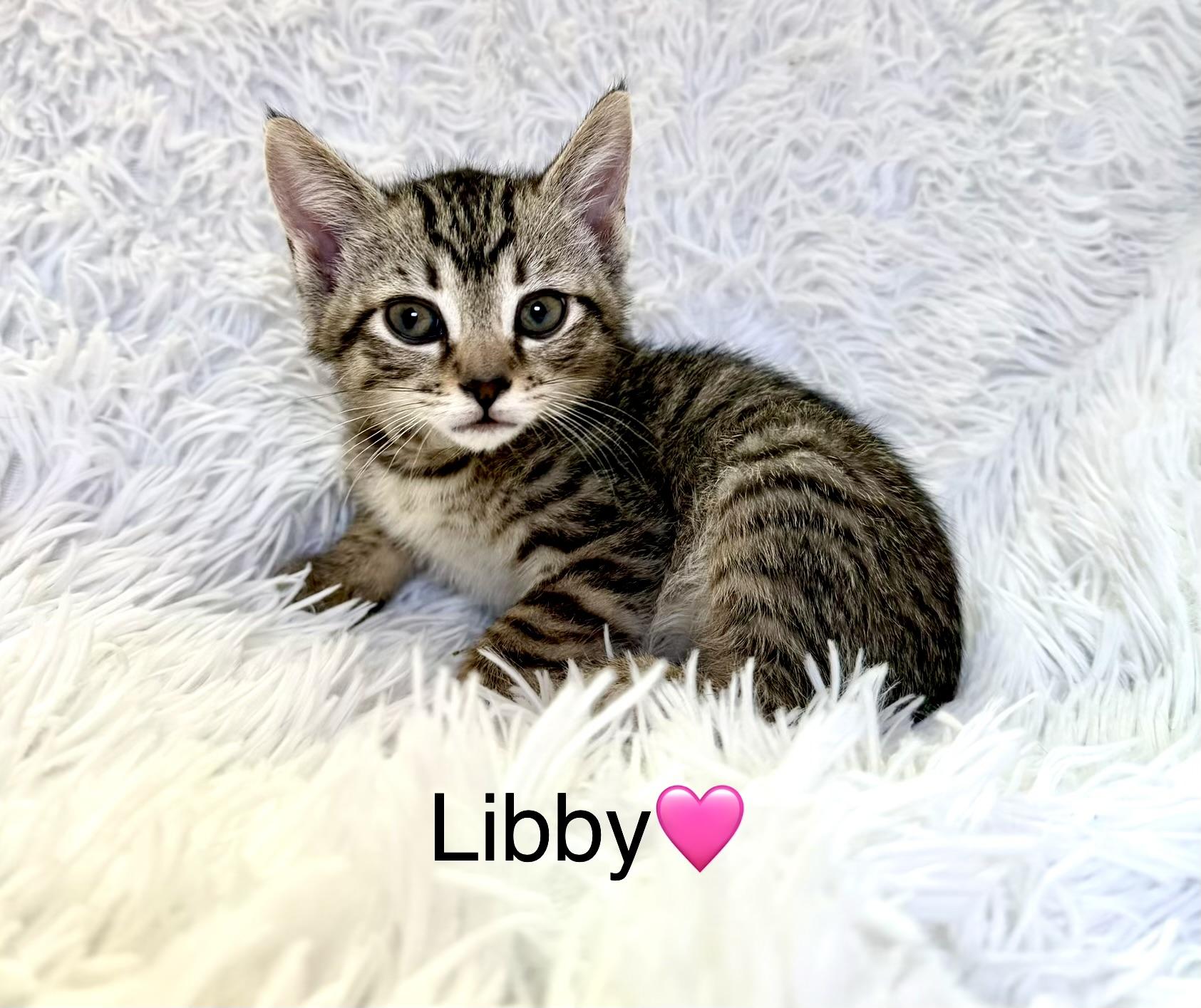 Enlarge Libby, a ADOPTABLE Tabby in Copley, OH image 1/1