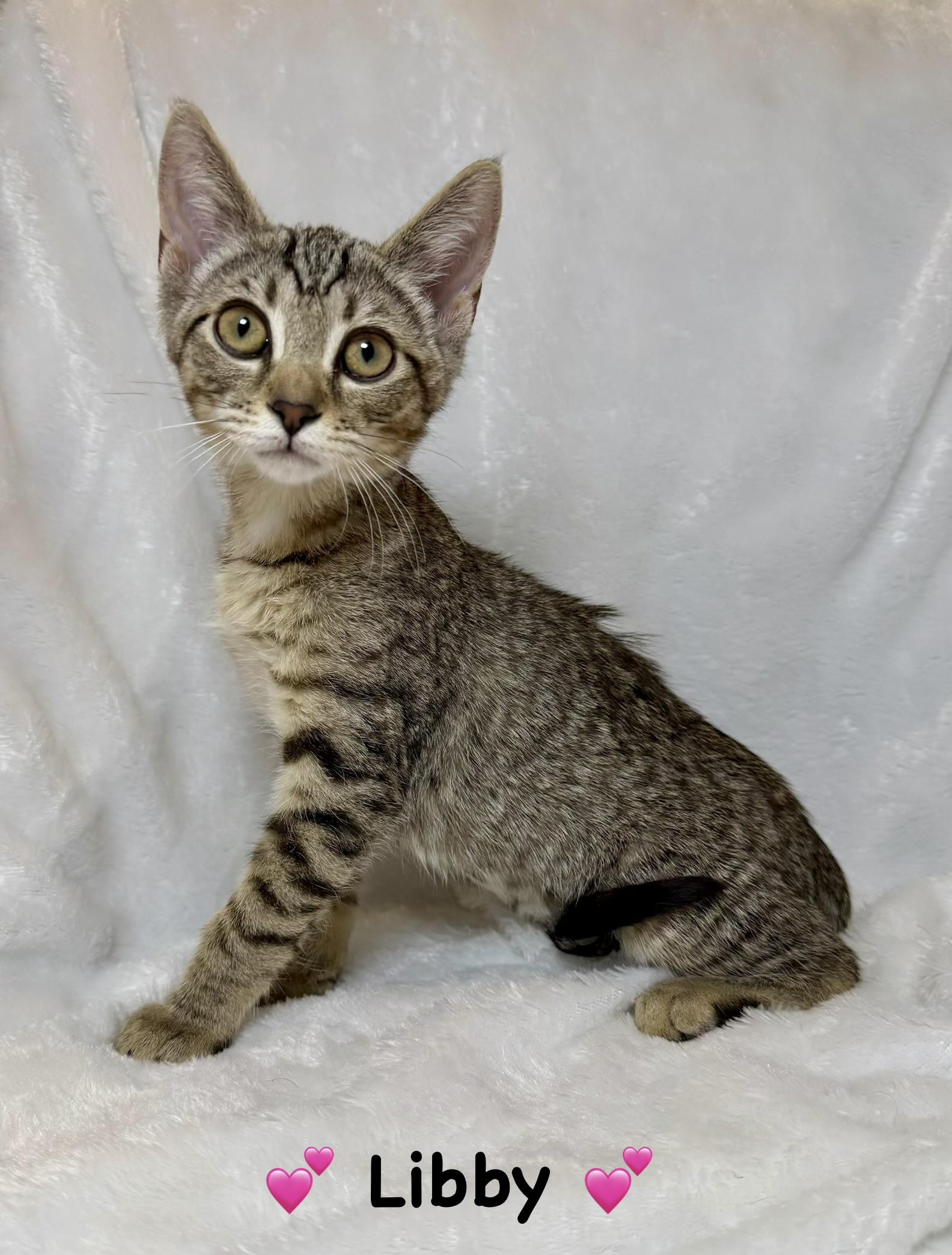 Libby, ADOPTABLE, Kitten Female Tabby.