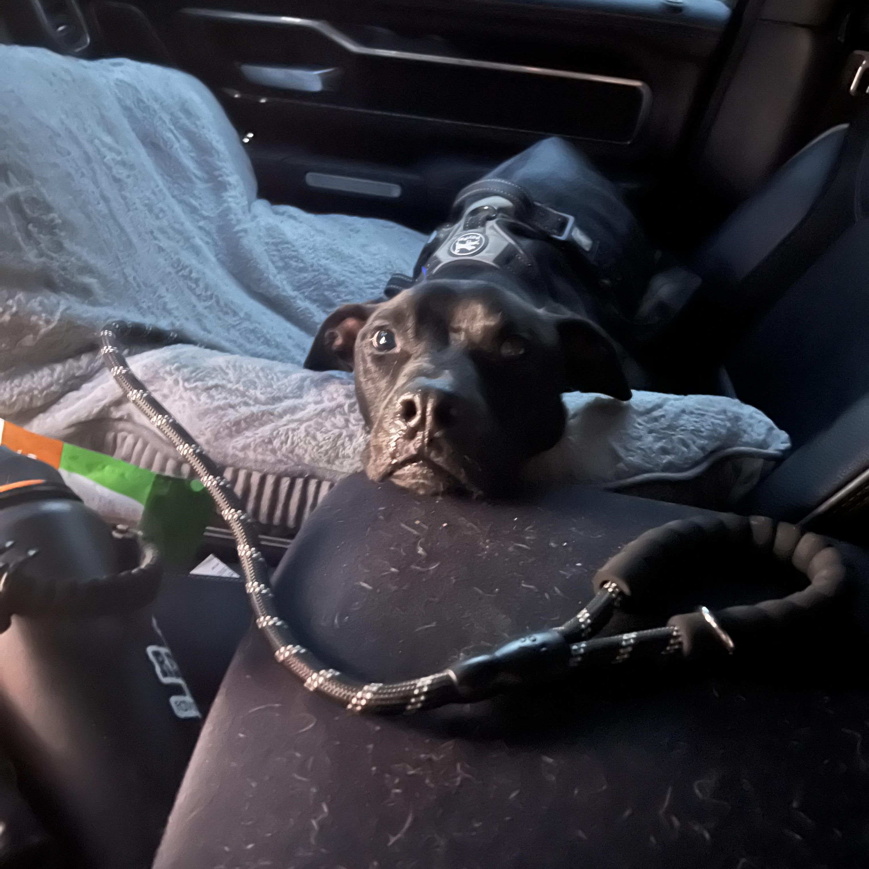 Buddha , ADOPTABLE, Adult Male American Staffordshire Terrier & Black Labrador Retriever.