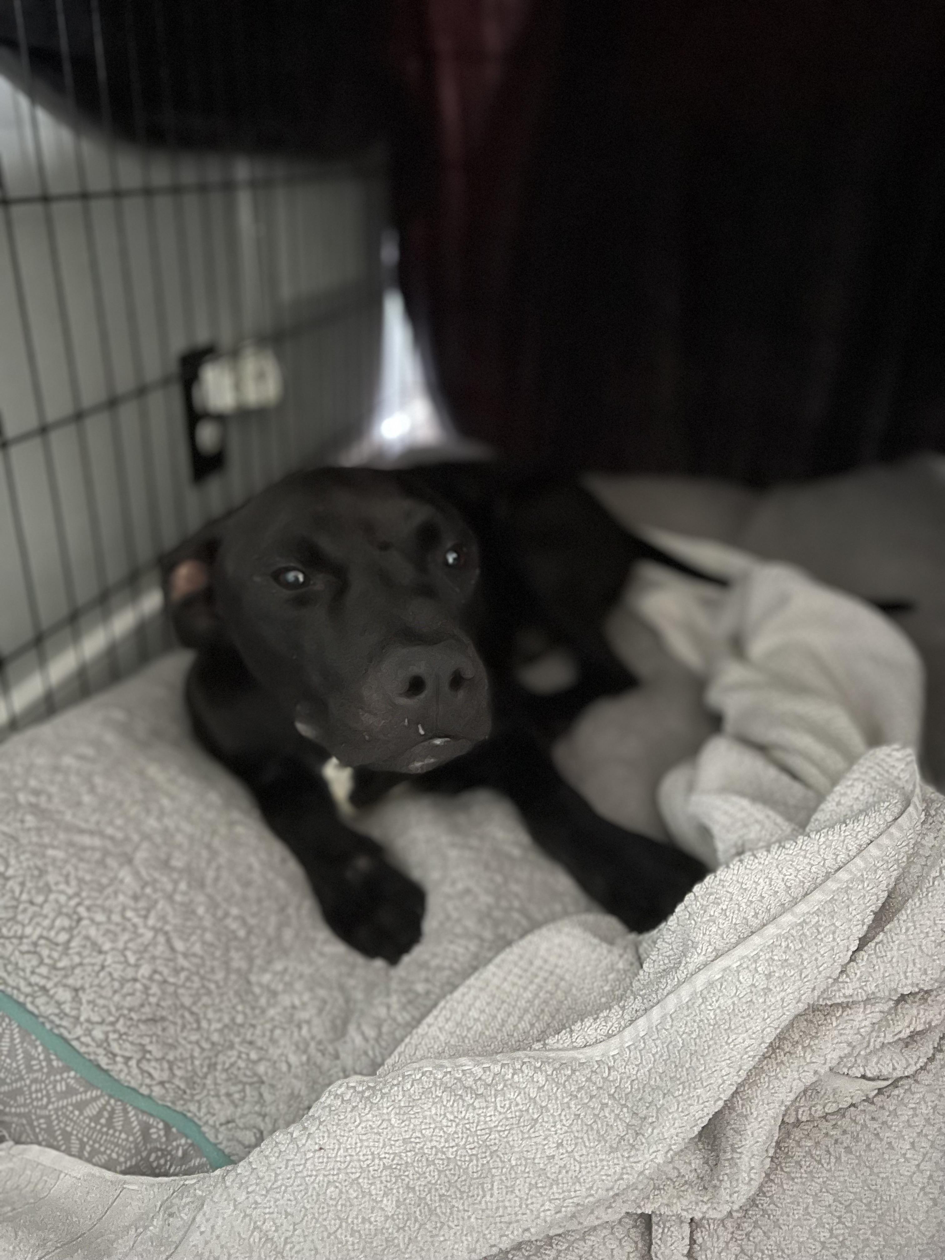 Enlarge Buddha , a ADOPTABLE mixed breed in Saratoga Springs, NY image 2/2