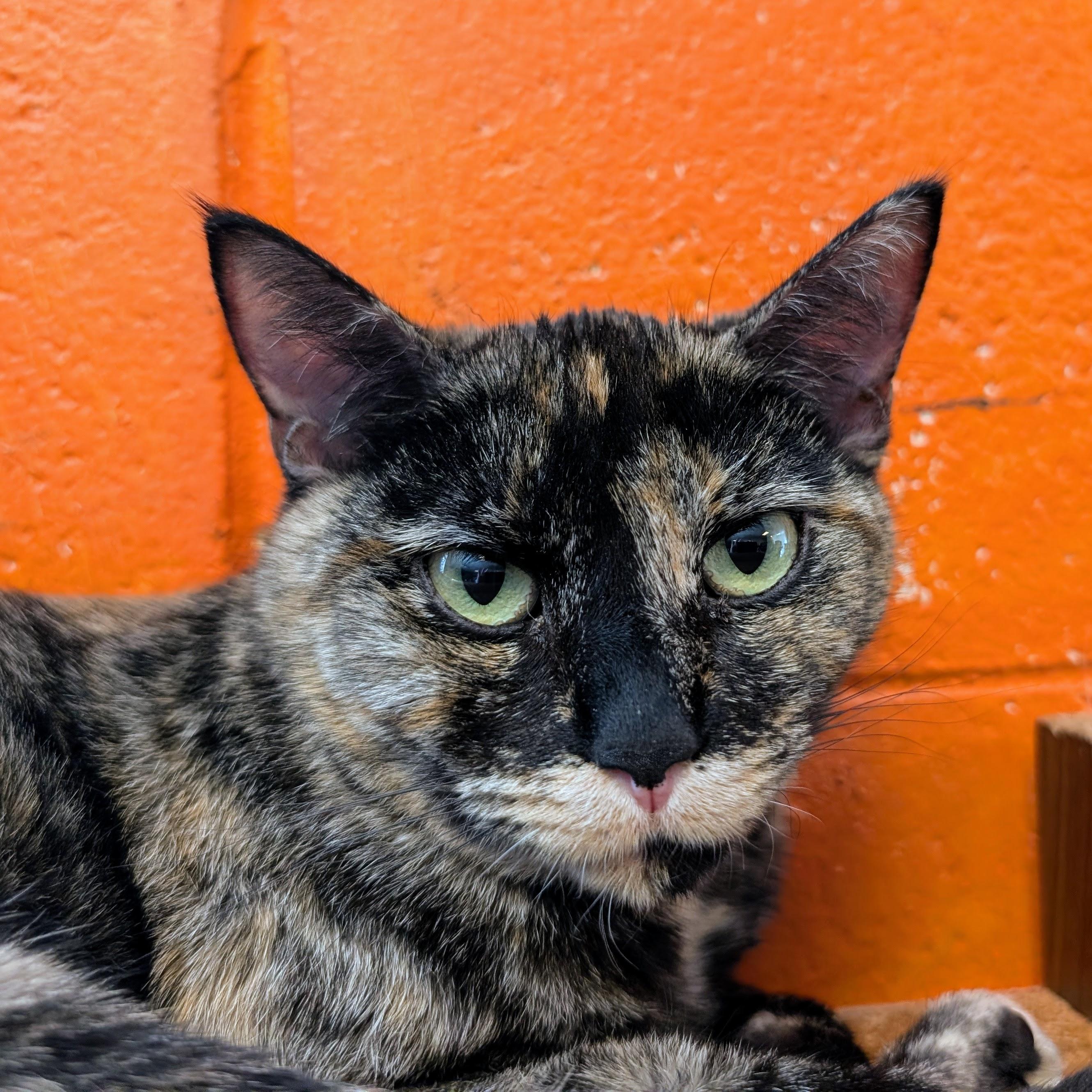 Yue @ Fat Cat Books, a ADOPTABLE Domestic Short Hair in Tallahassee, FL image 2/4
