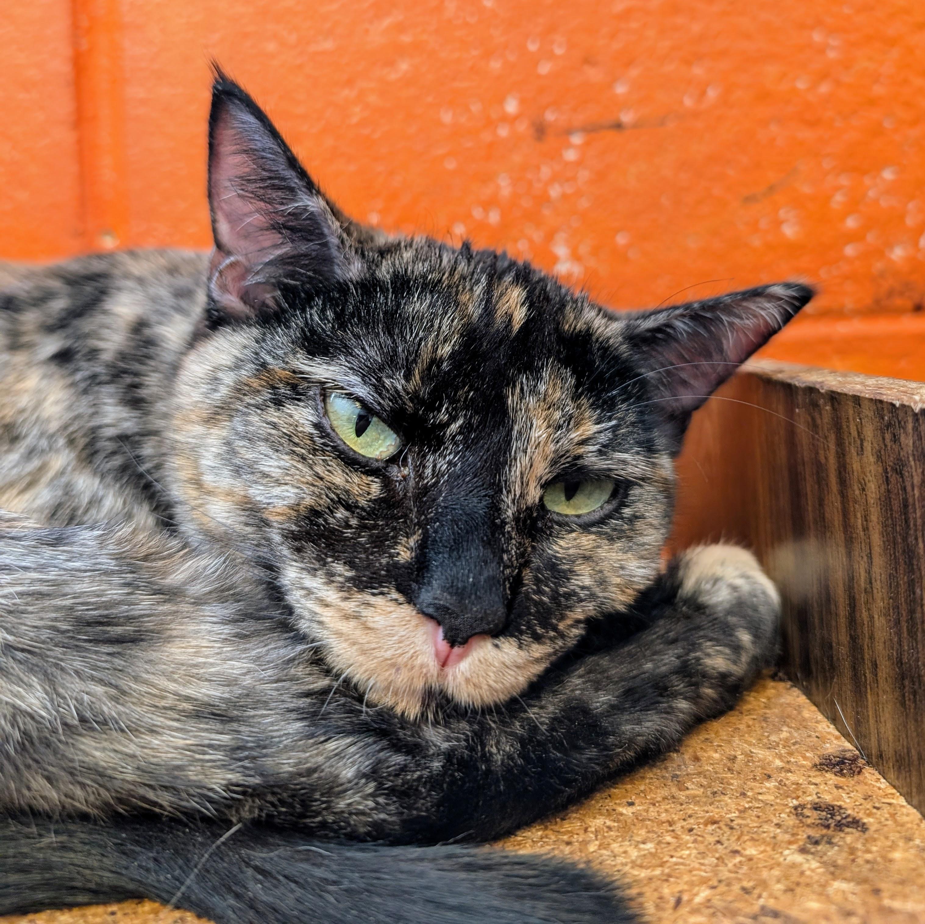 Yue @ Fat Cat Books, ADOPTABLE, Young Female Domestic Short Hair.