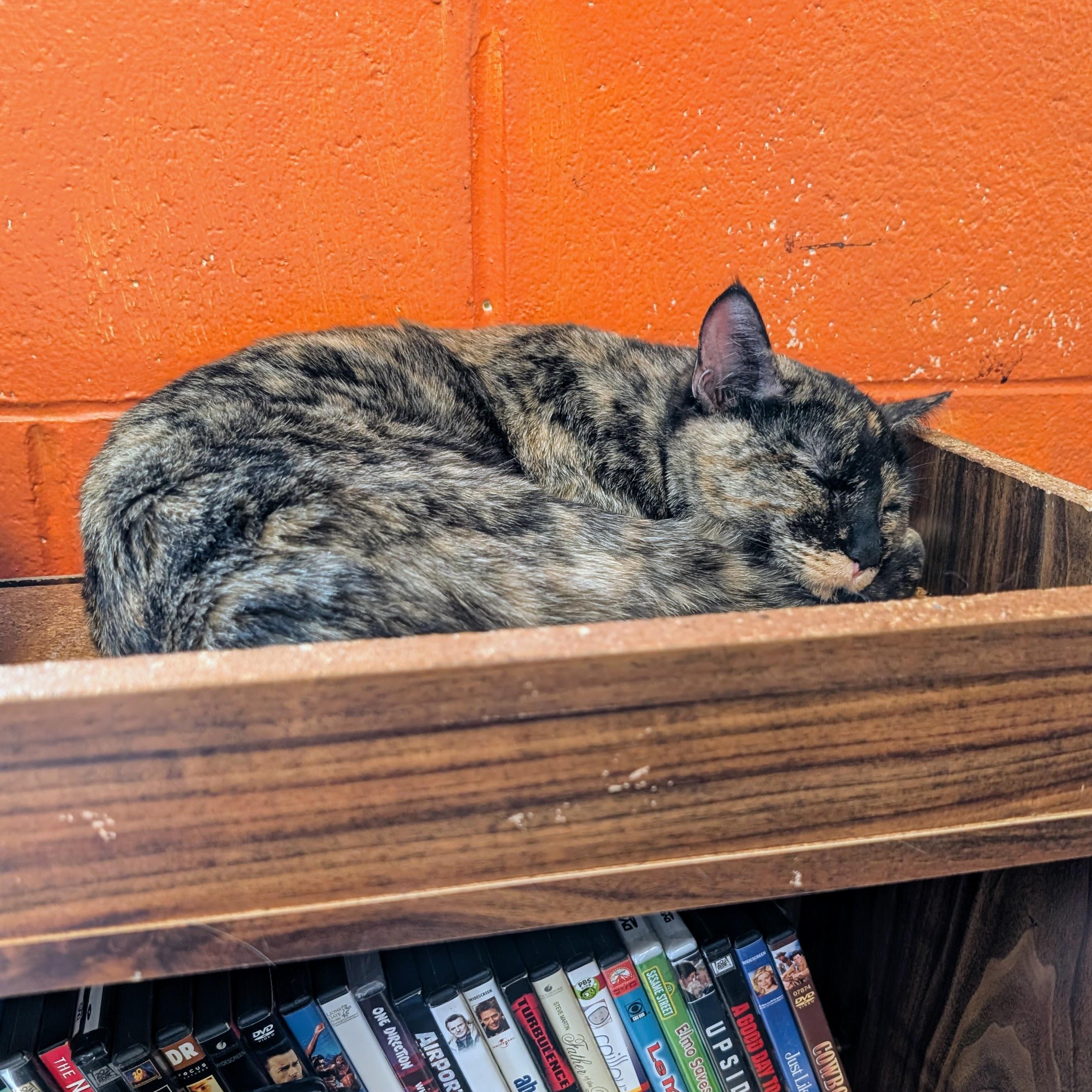Yue @ Fat Cat Books, a ADOPTABLE Domestic Short Hair in Tallahassee, FL image 4/4