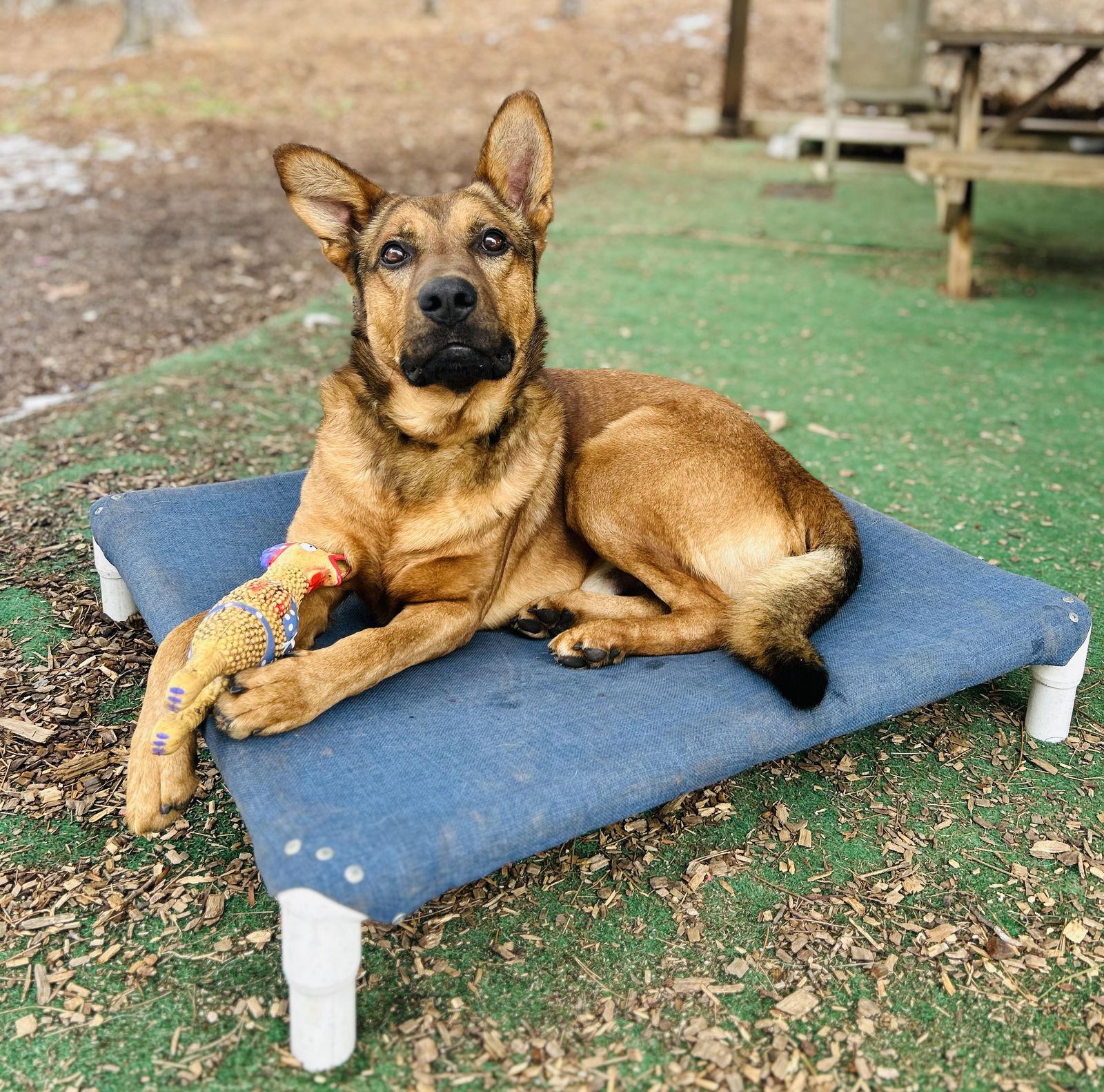 Rex (Bio ✅), Adoptable, Adult Male Shepherd.