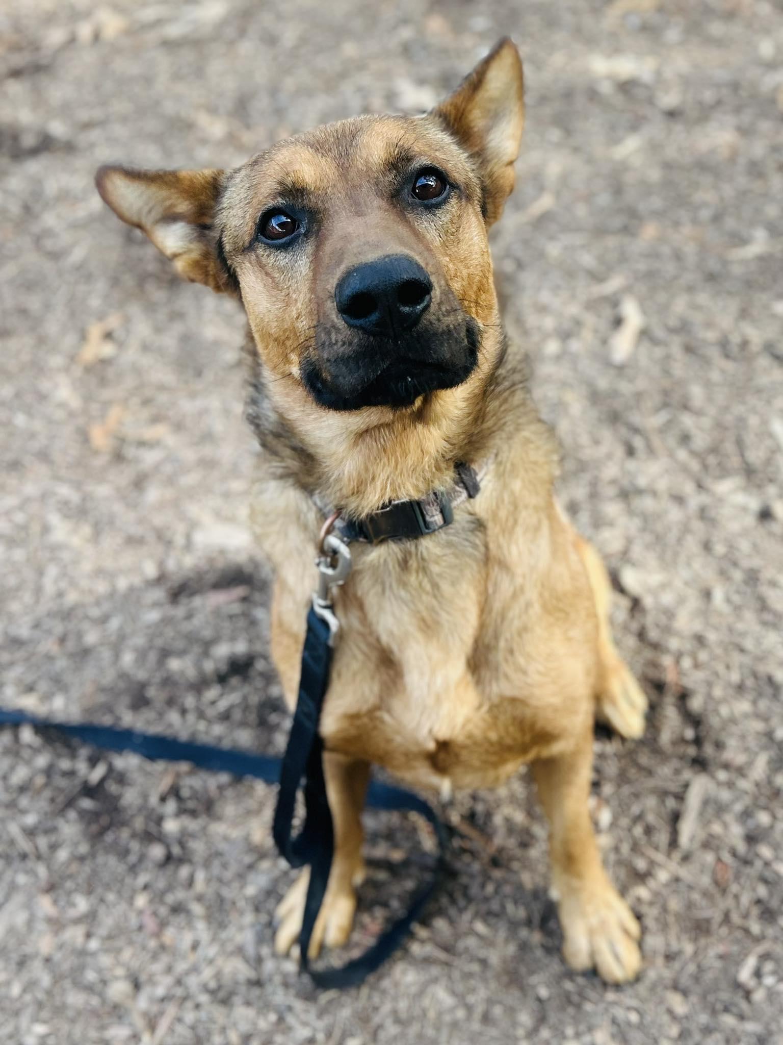 Rex, Adoptable, Adult Male Shepherd.