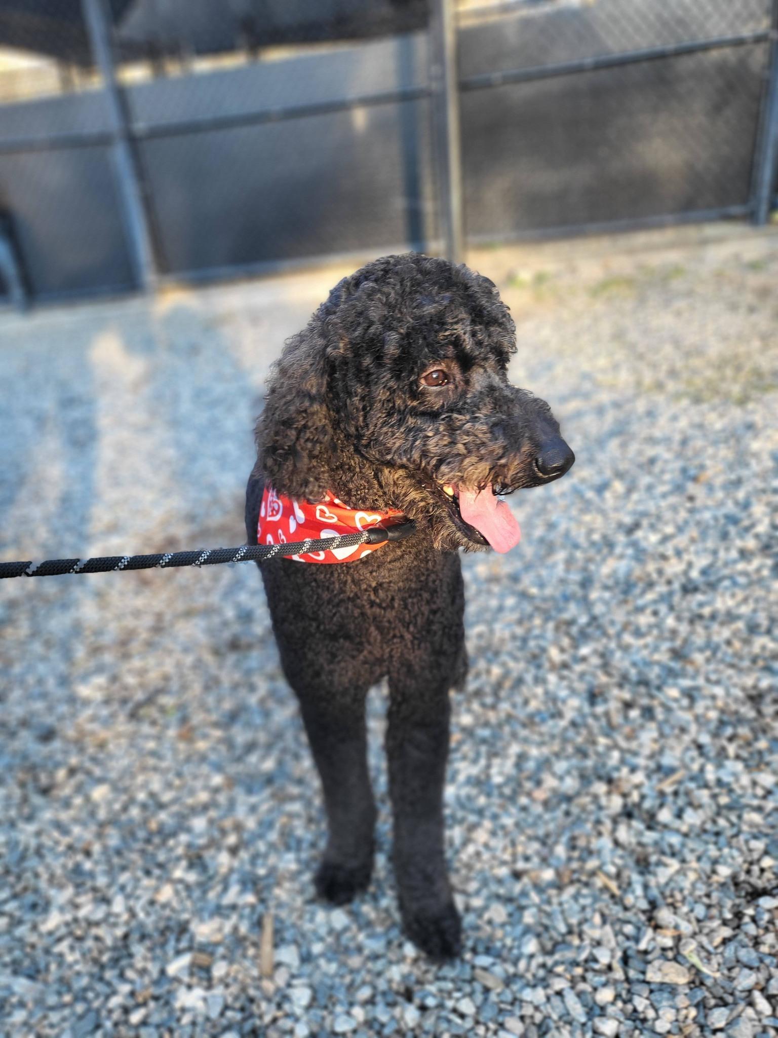 Koda, a ADOPTABLE Goldendoodle in Salisbury, NC image 4/4