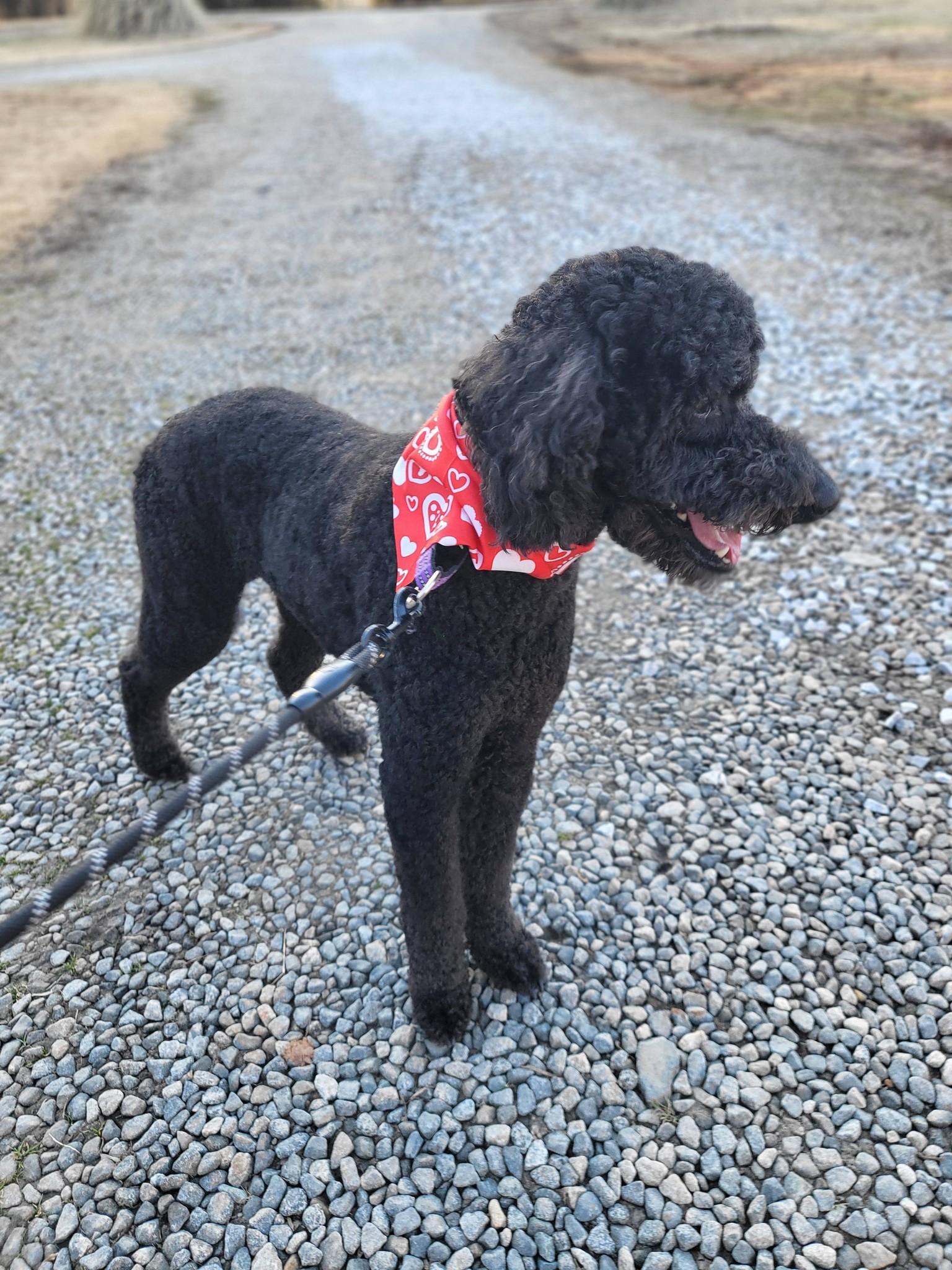 Koda, a ADOPTABLE Goldendoodle in Salisbury, NC image 3/4