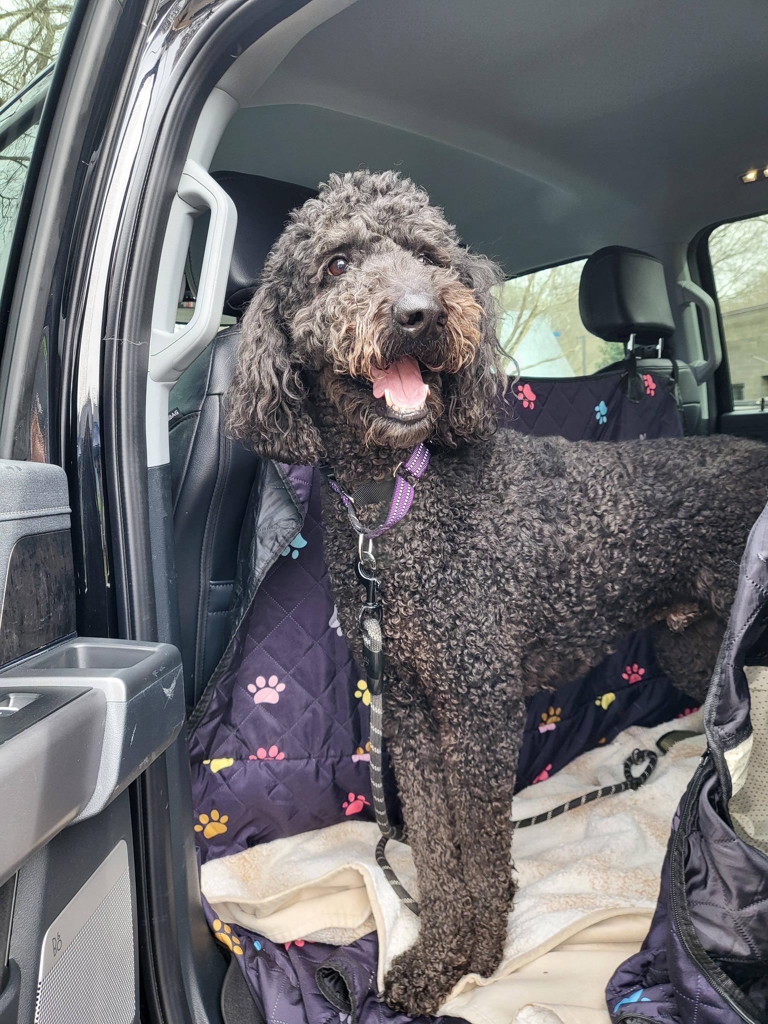 Koda, a ADOPTABLE Goldendoodle in Salisbury, NC image 2/4