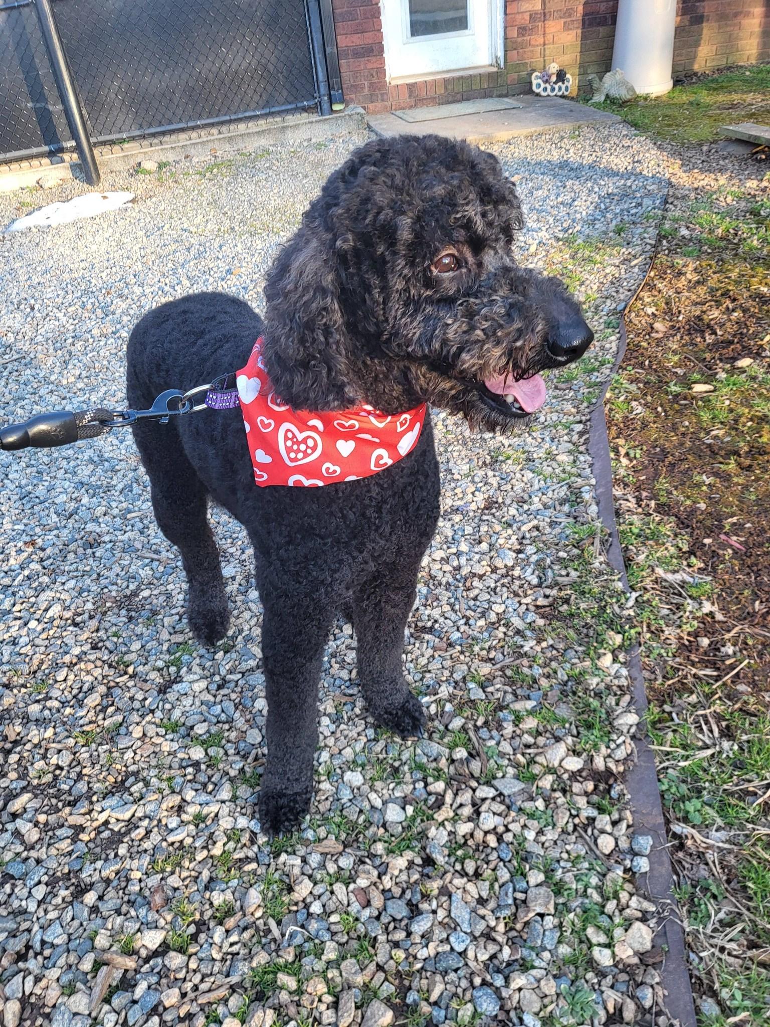 Koda, ADOPTABLE, Young Male Goldendoodle.