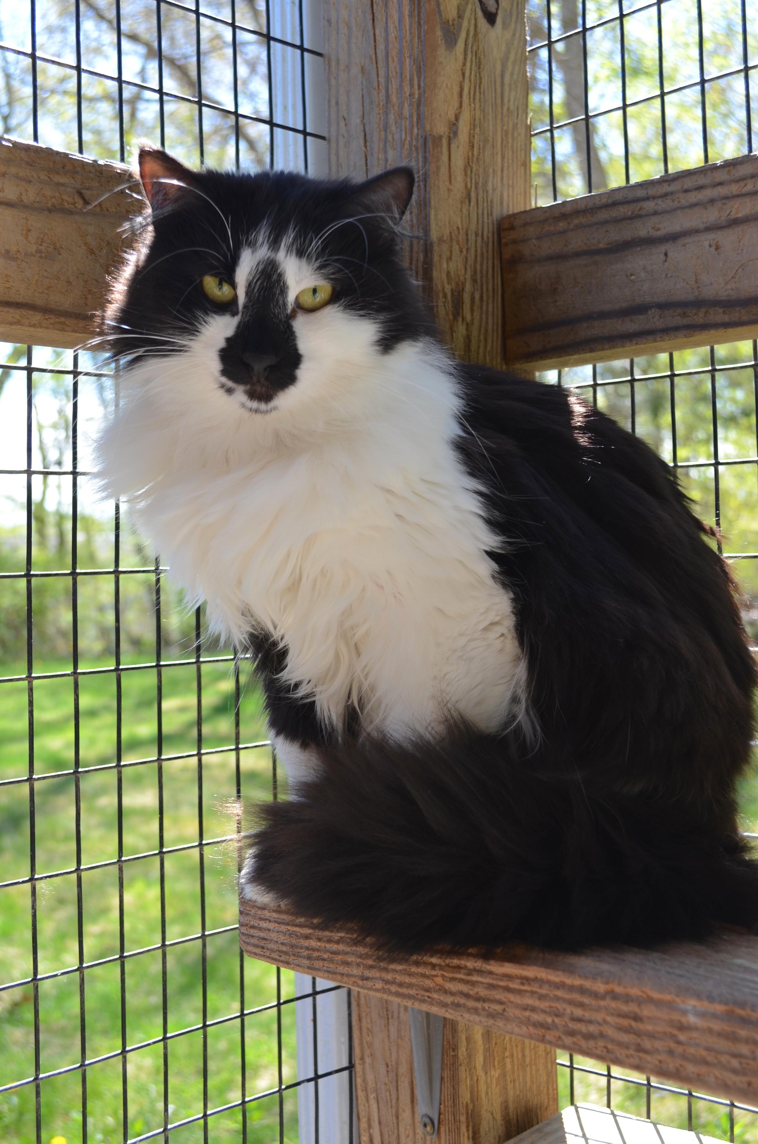 Hazel, Adoptable, Adult Female Domestic Long Hair.